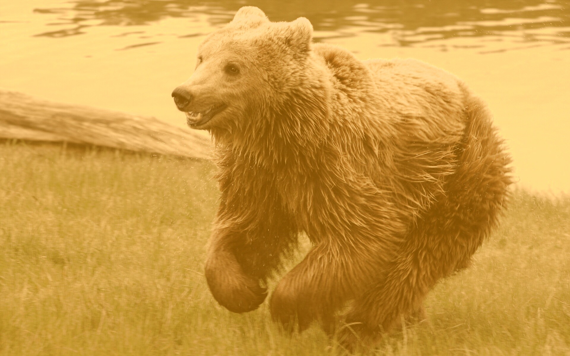 Мокрый мишка обои