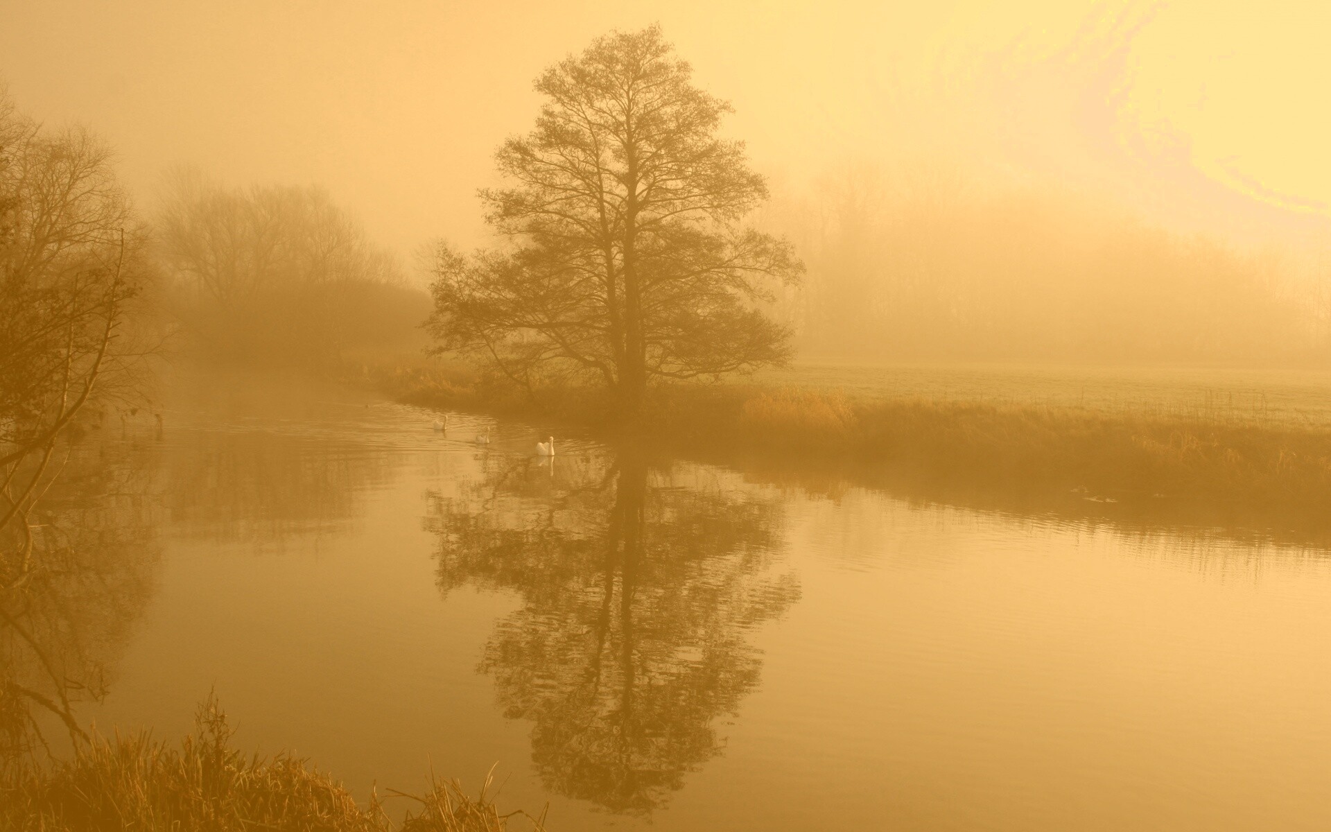 Дерево в тумане обои