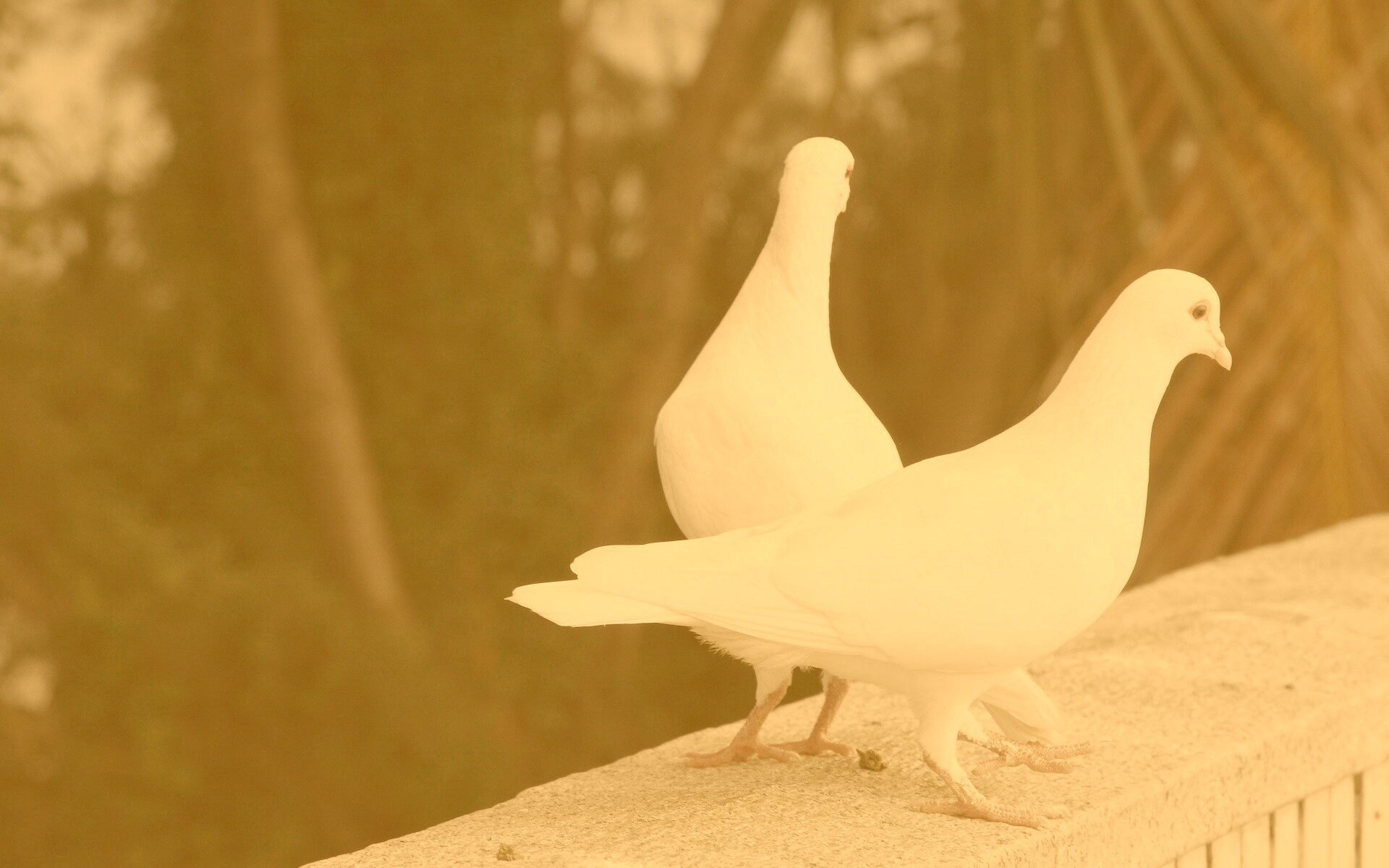 Два белых голубя обои