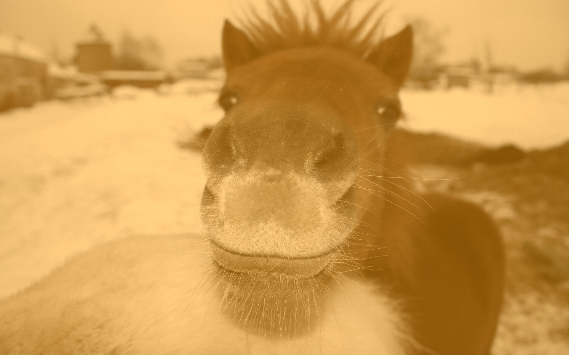 Морда пони обои