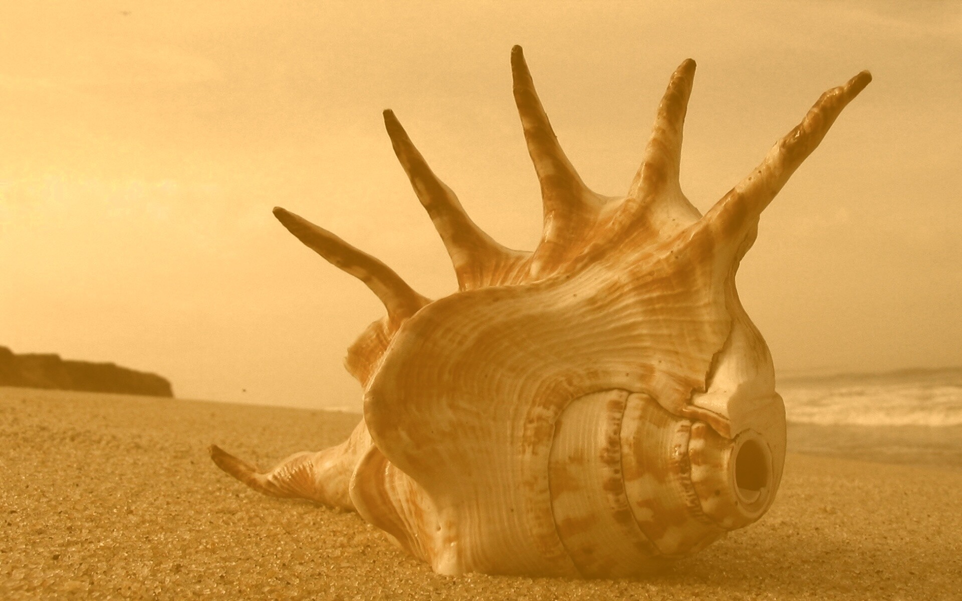 Раковина с гребнем обои