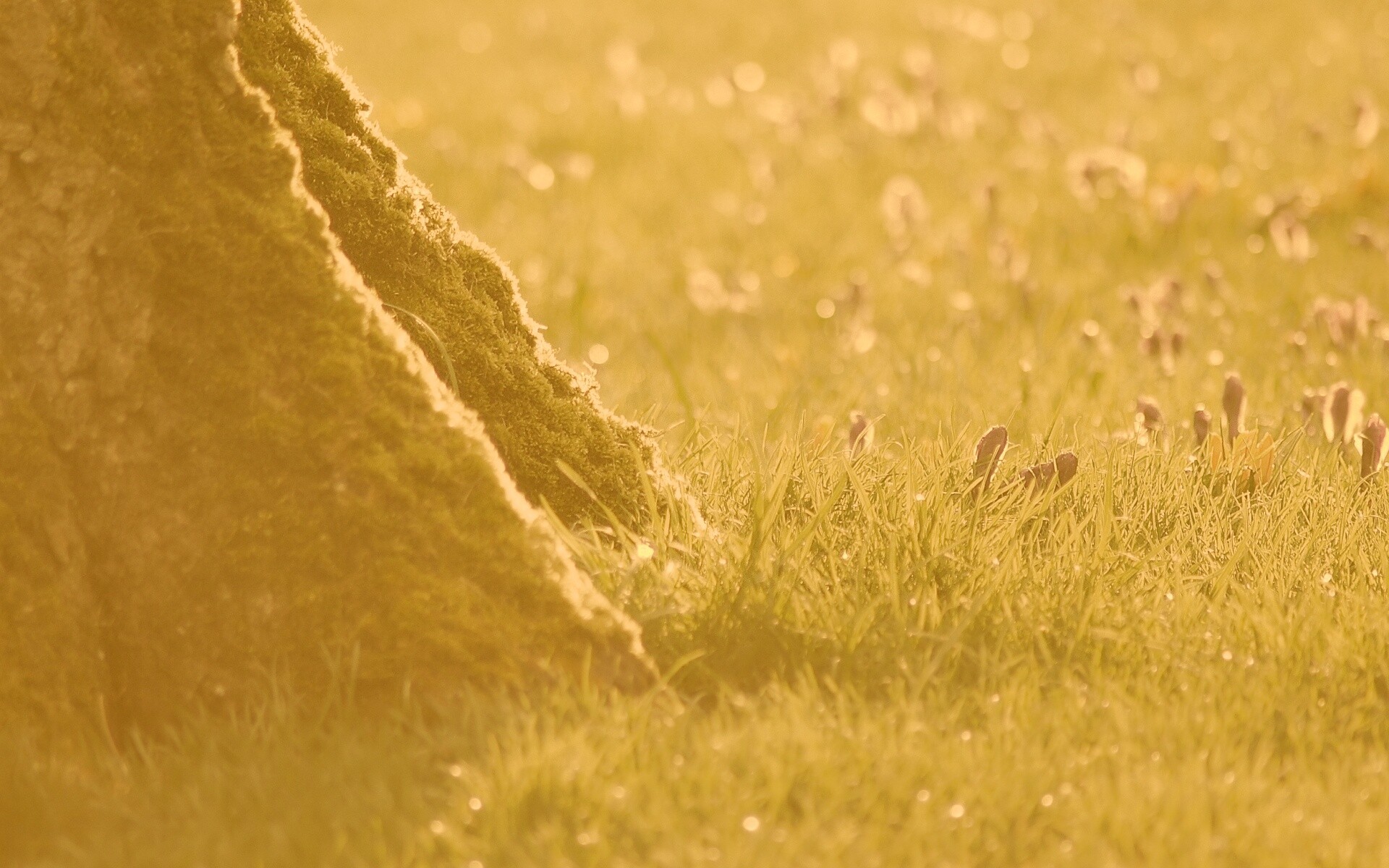 Дерево в траве обои