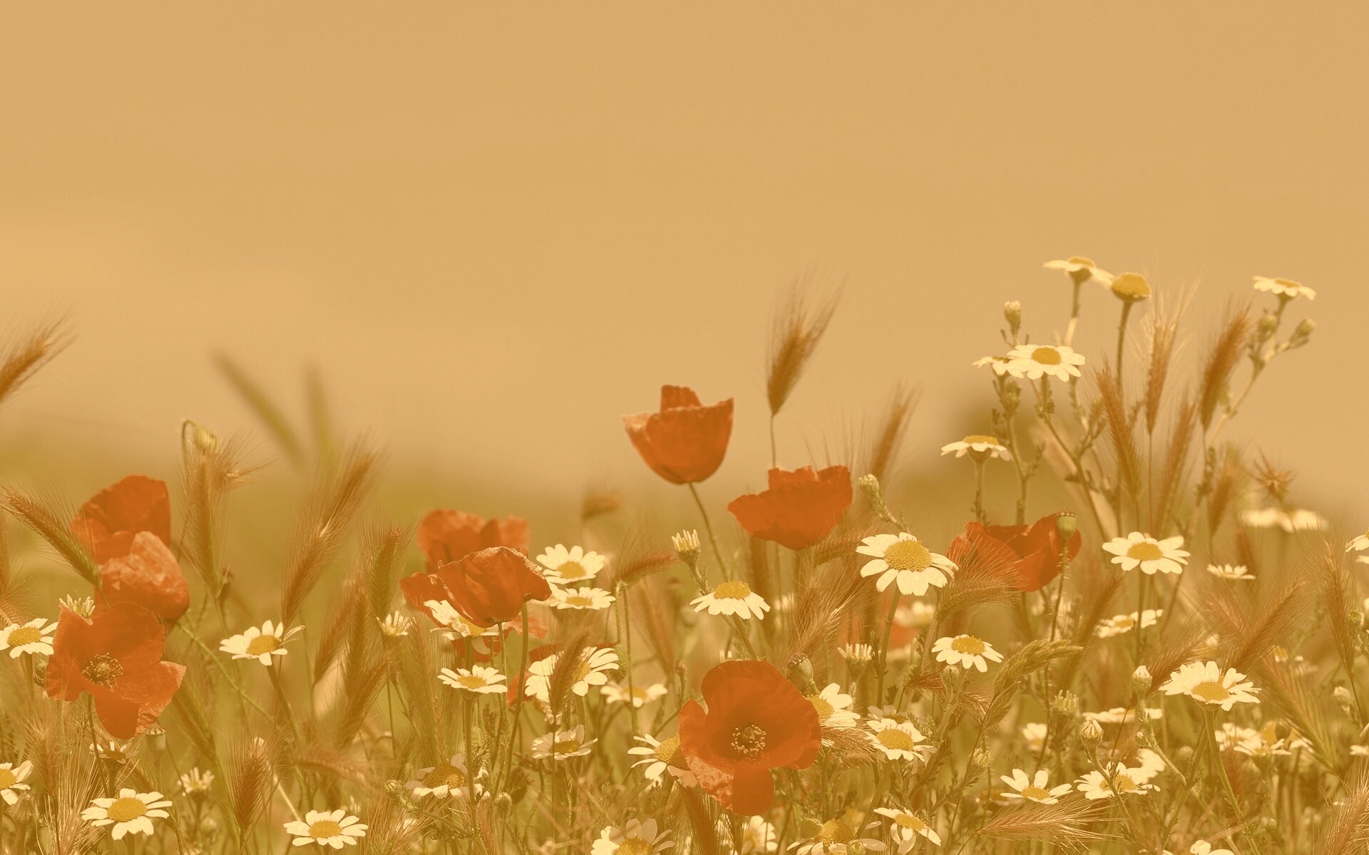 Цветы в поле обои