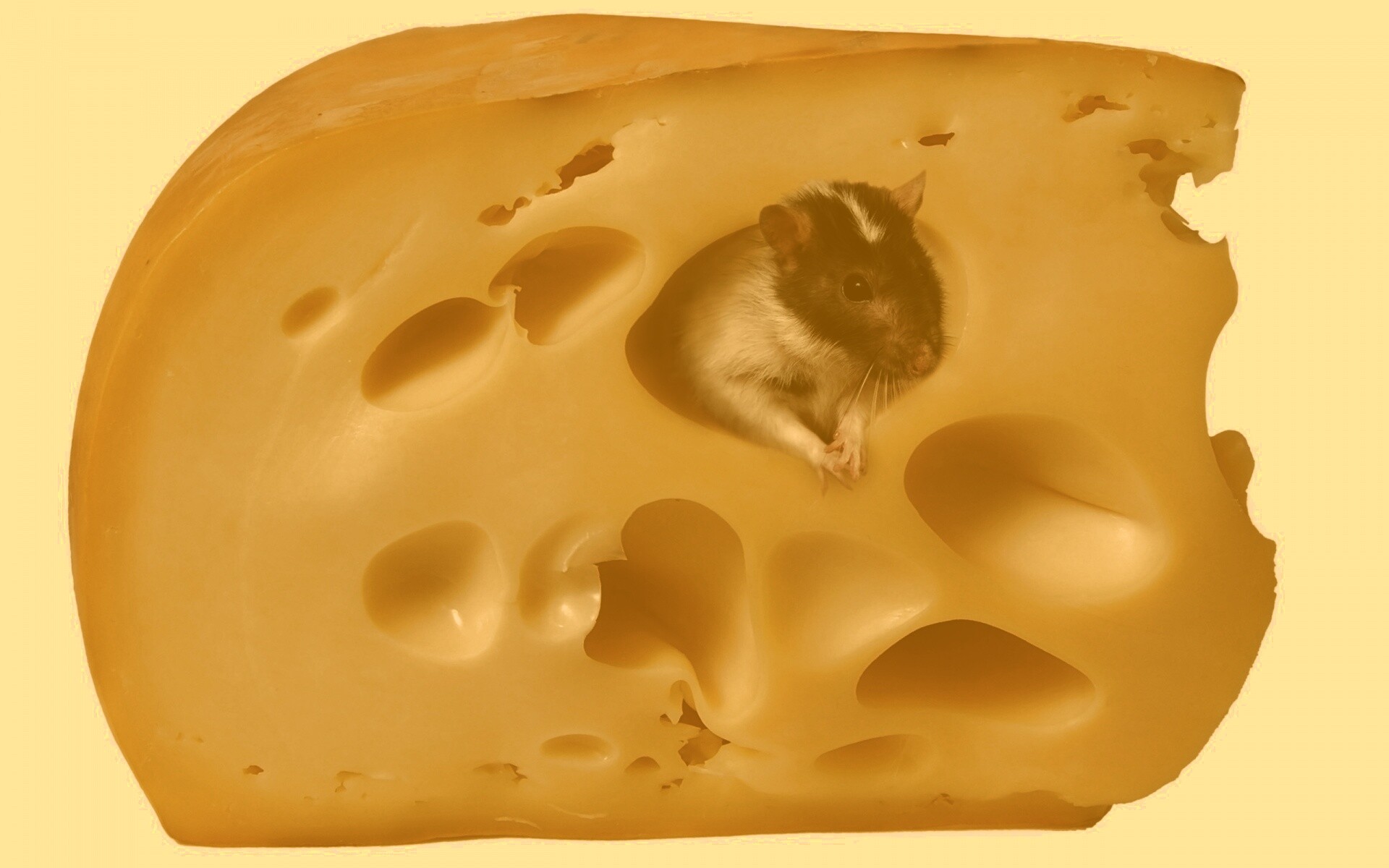Мышка в сыре обои