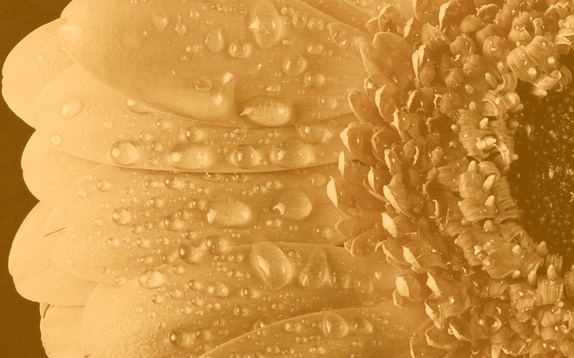 Капли на лепестках гербера обои