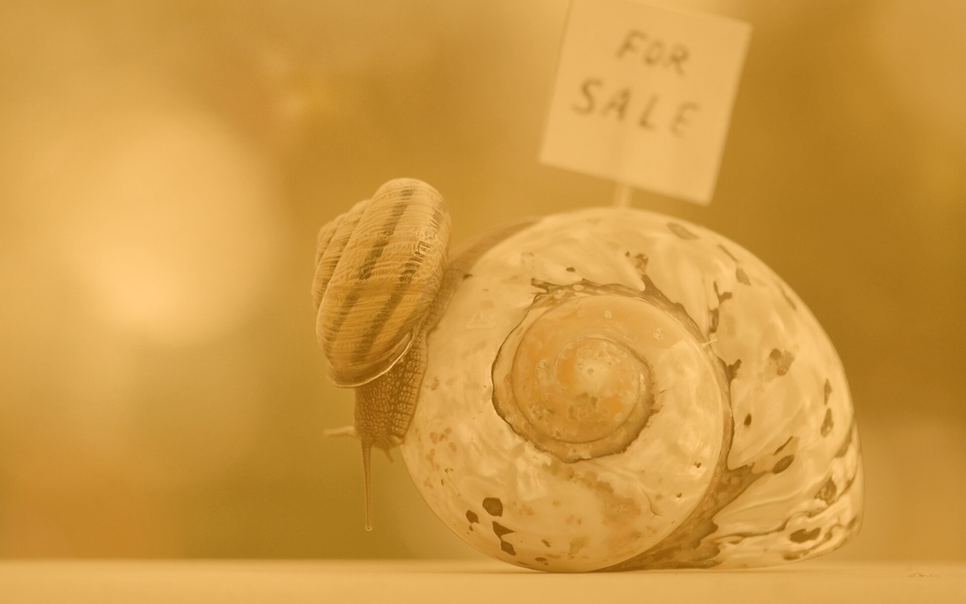 Улитка приматрвиает новый дом обои