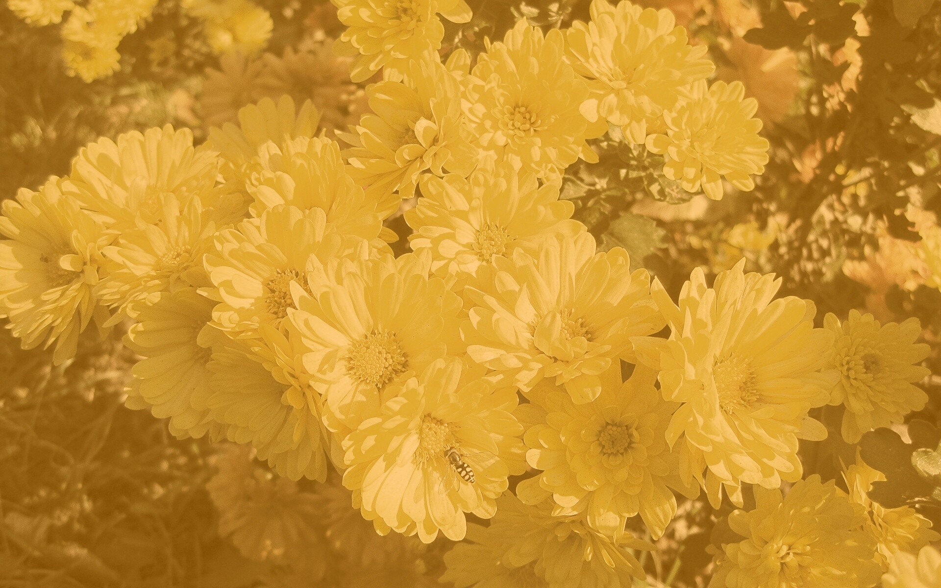 Оса на желтых герберах обои