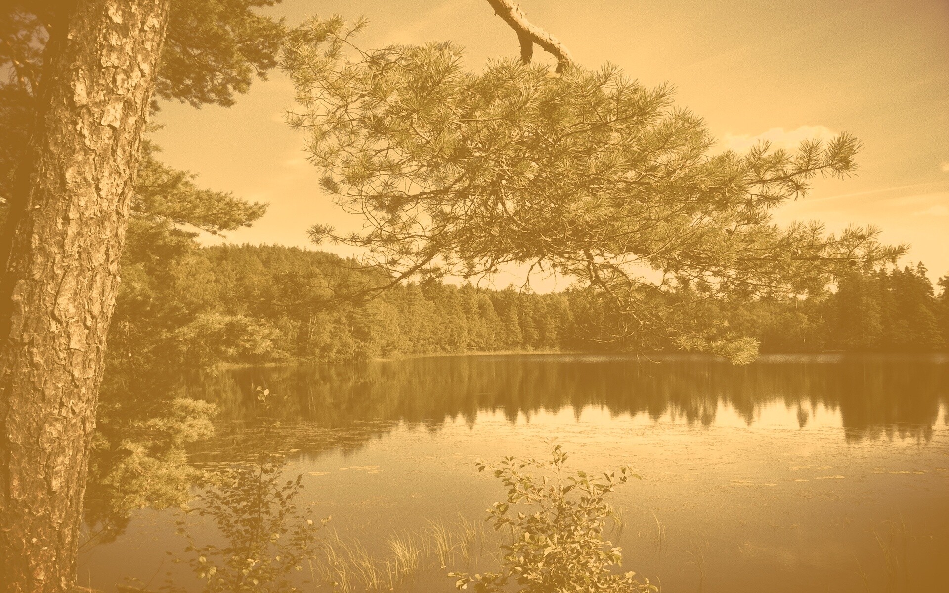 Ветка сосны над озером обои