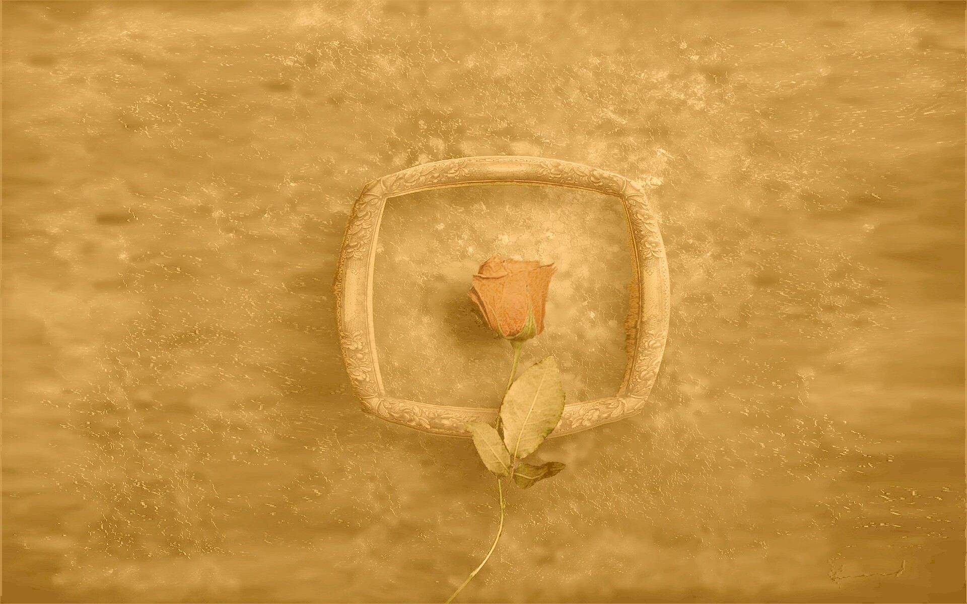 Роза на картинной раме обои