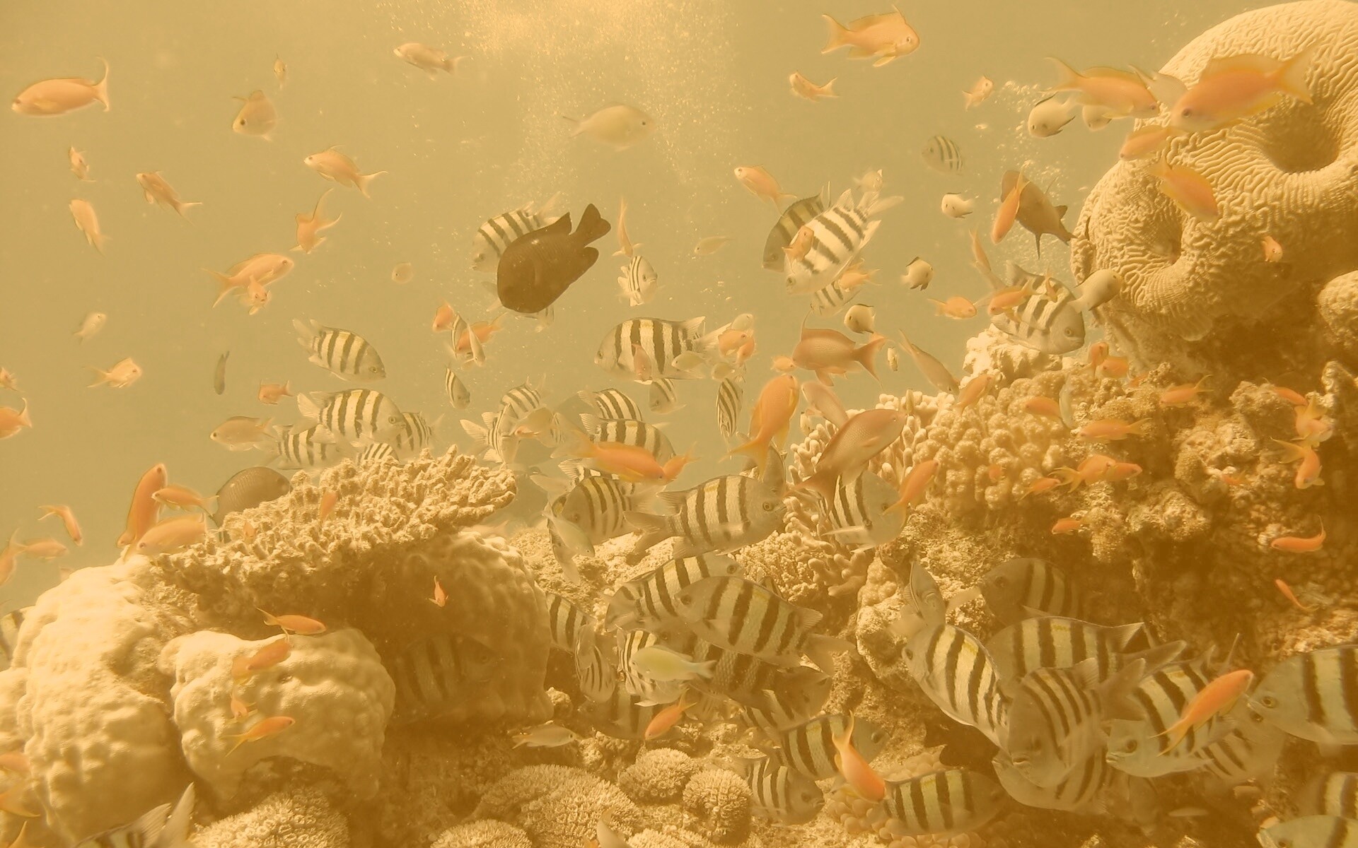 Жизнь в корраловом рифе обои