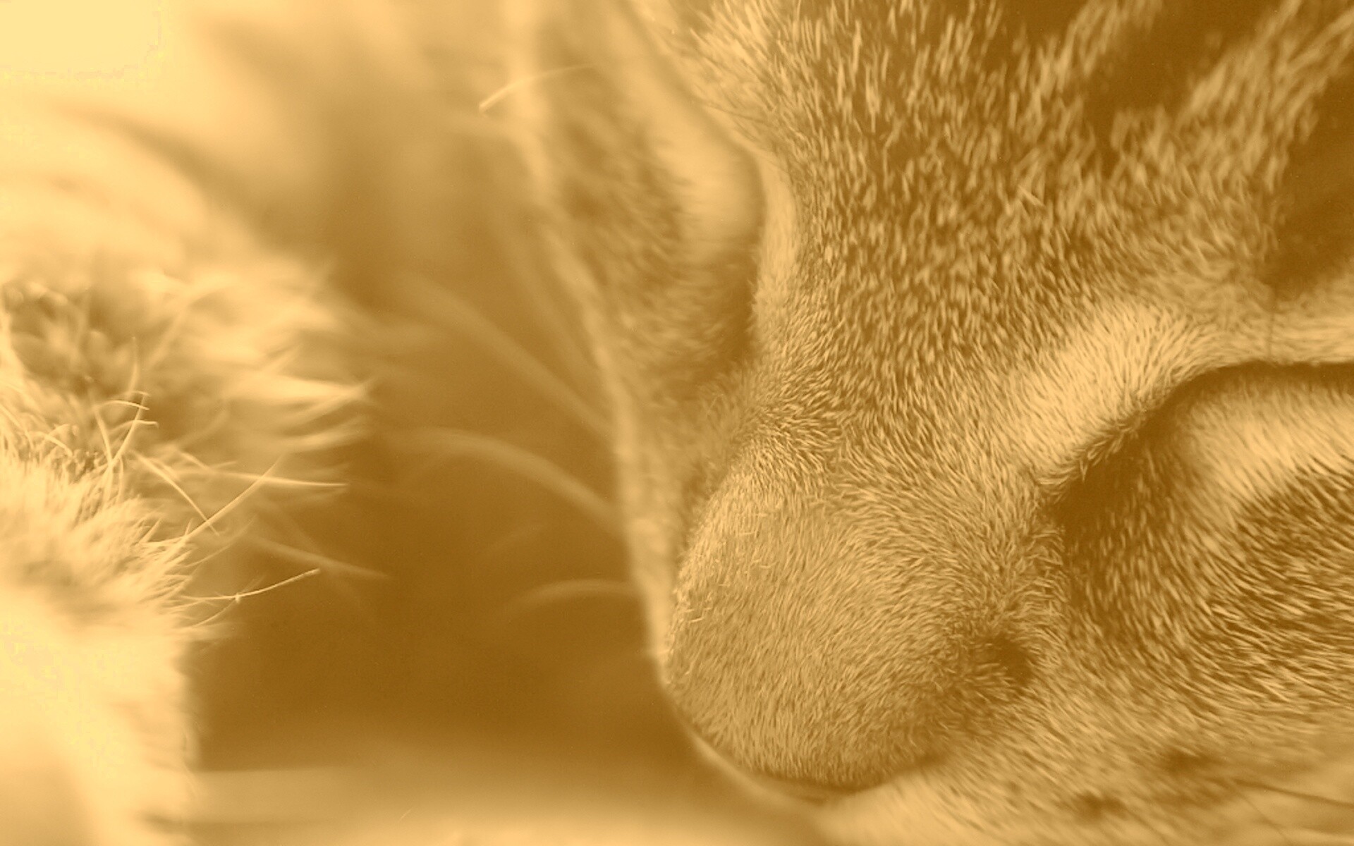 Мордочка кота обои