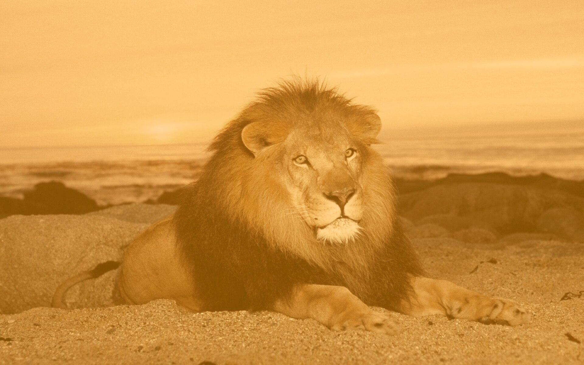 Лев на берегу океана обои