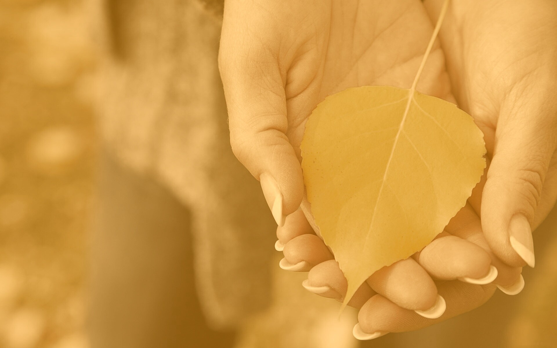 Осенний лист в руках обои