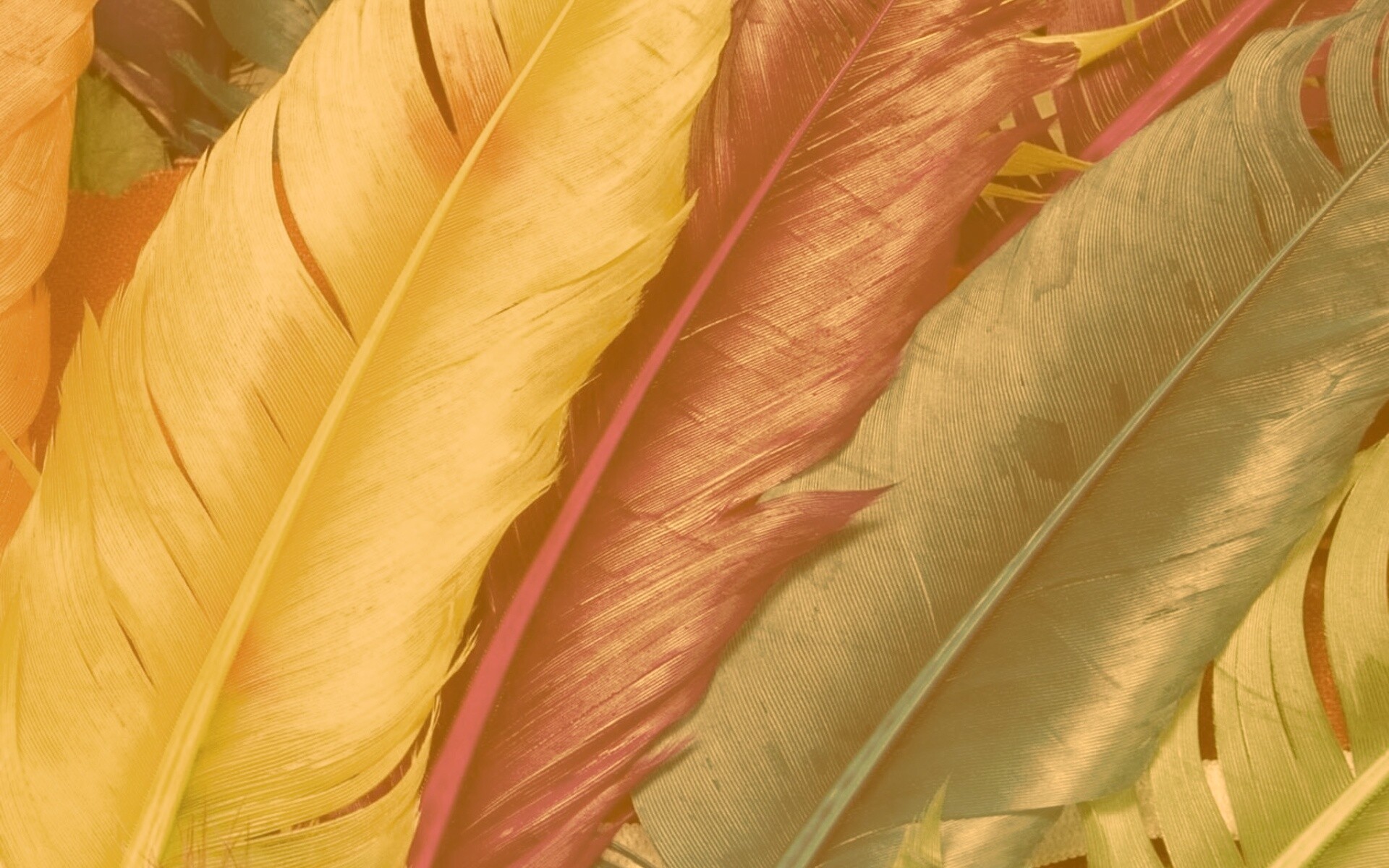 Разноцветные перья обои