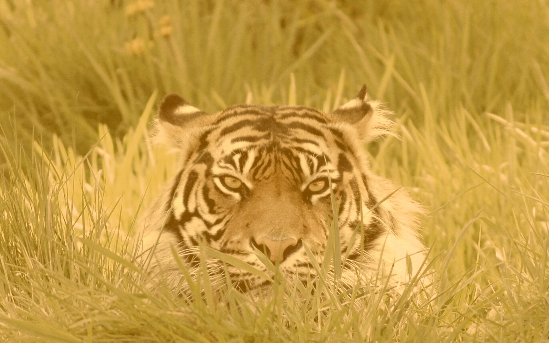 Морда тигра в траве обои