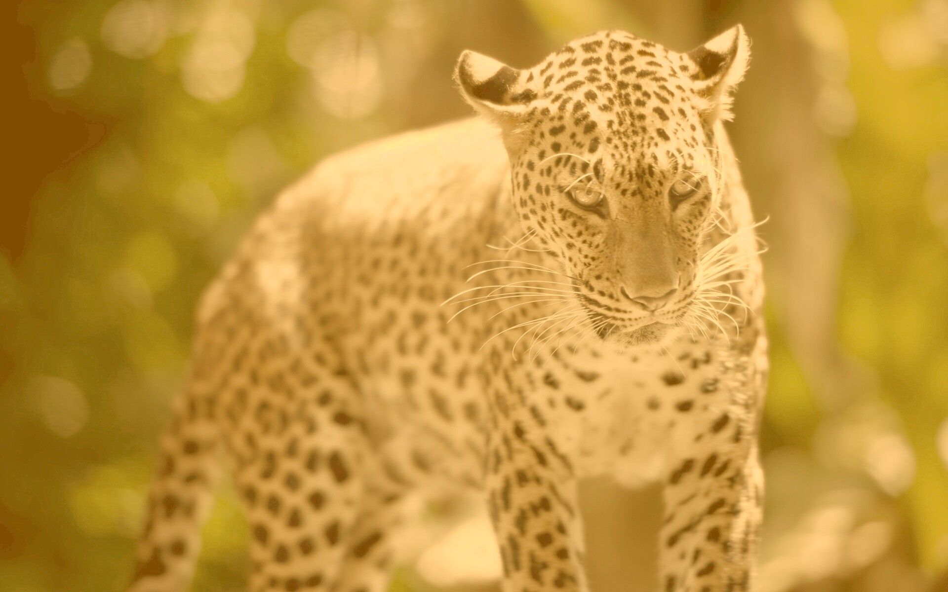Леопард в сингапурском зоопарке обои
