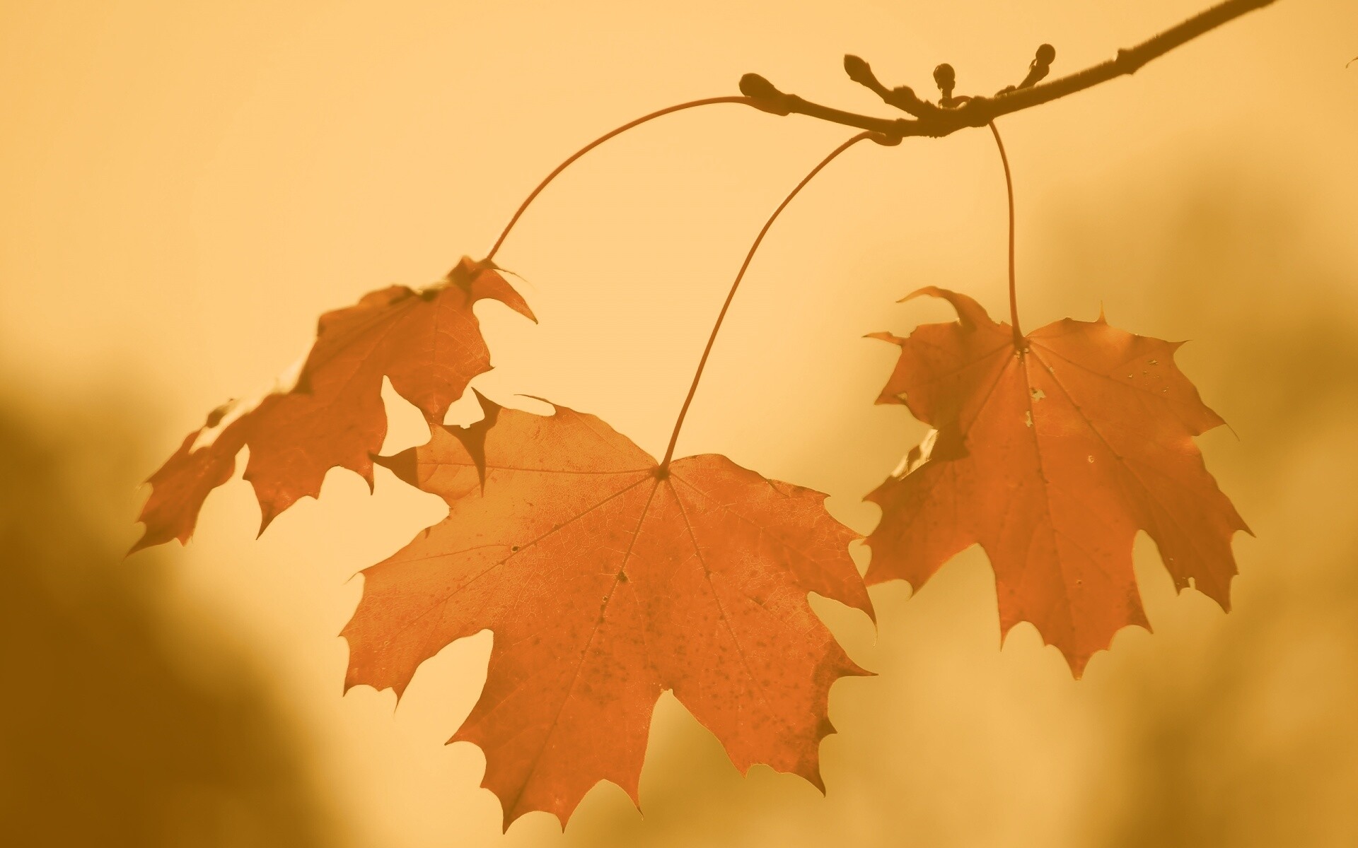 Покрасневшие листья клена обои