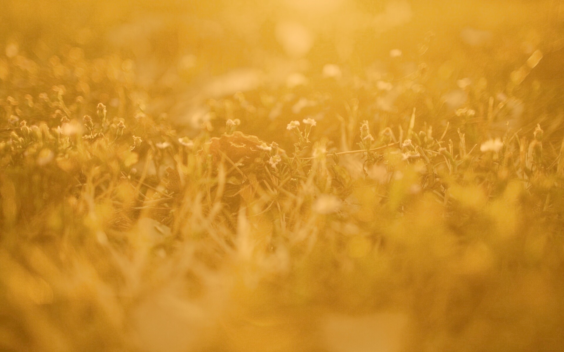 Полевые цветы в закатном солнце обои