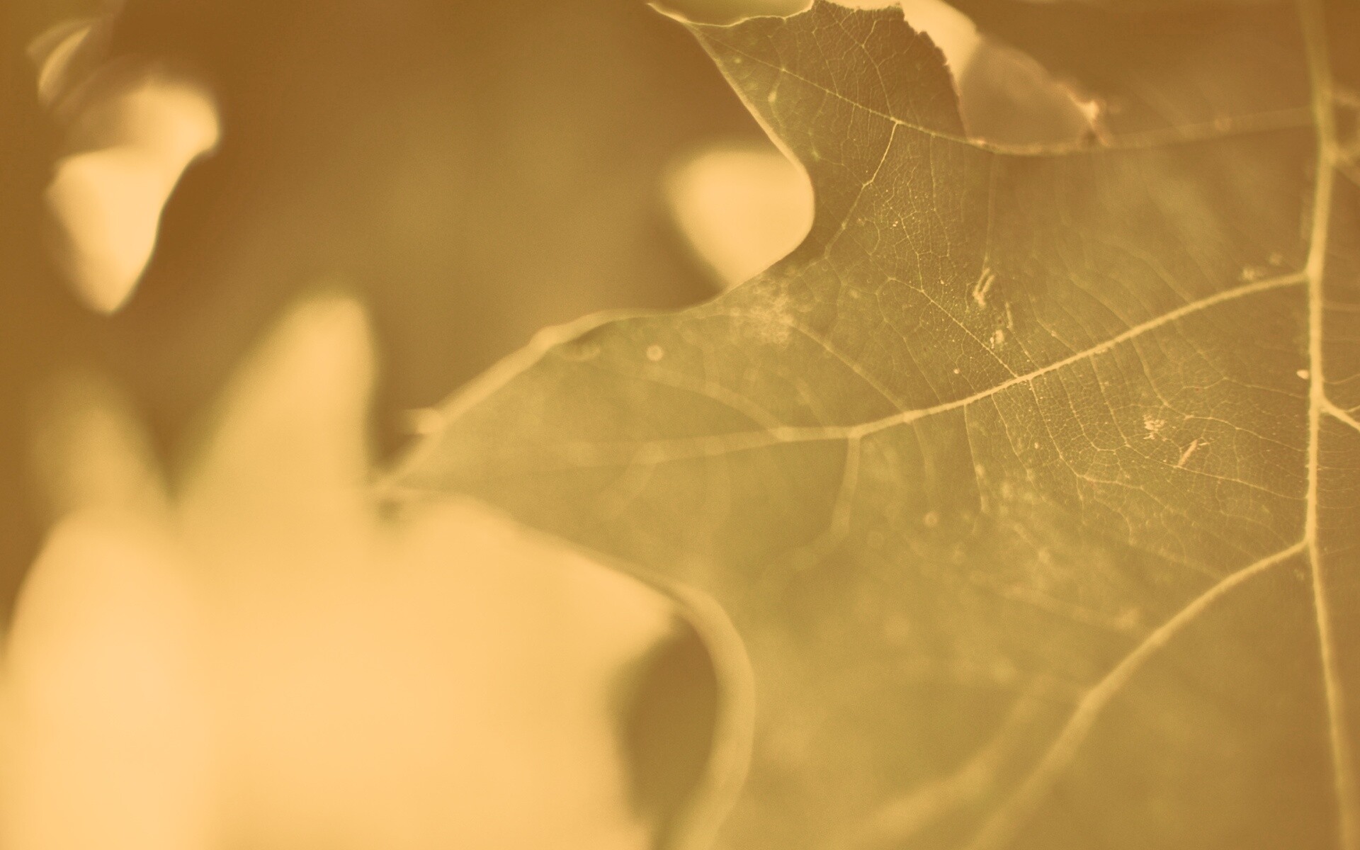 Темно-зеленый лист в макро обои