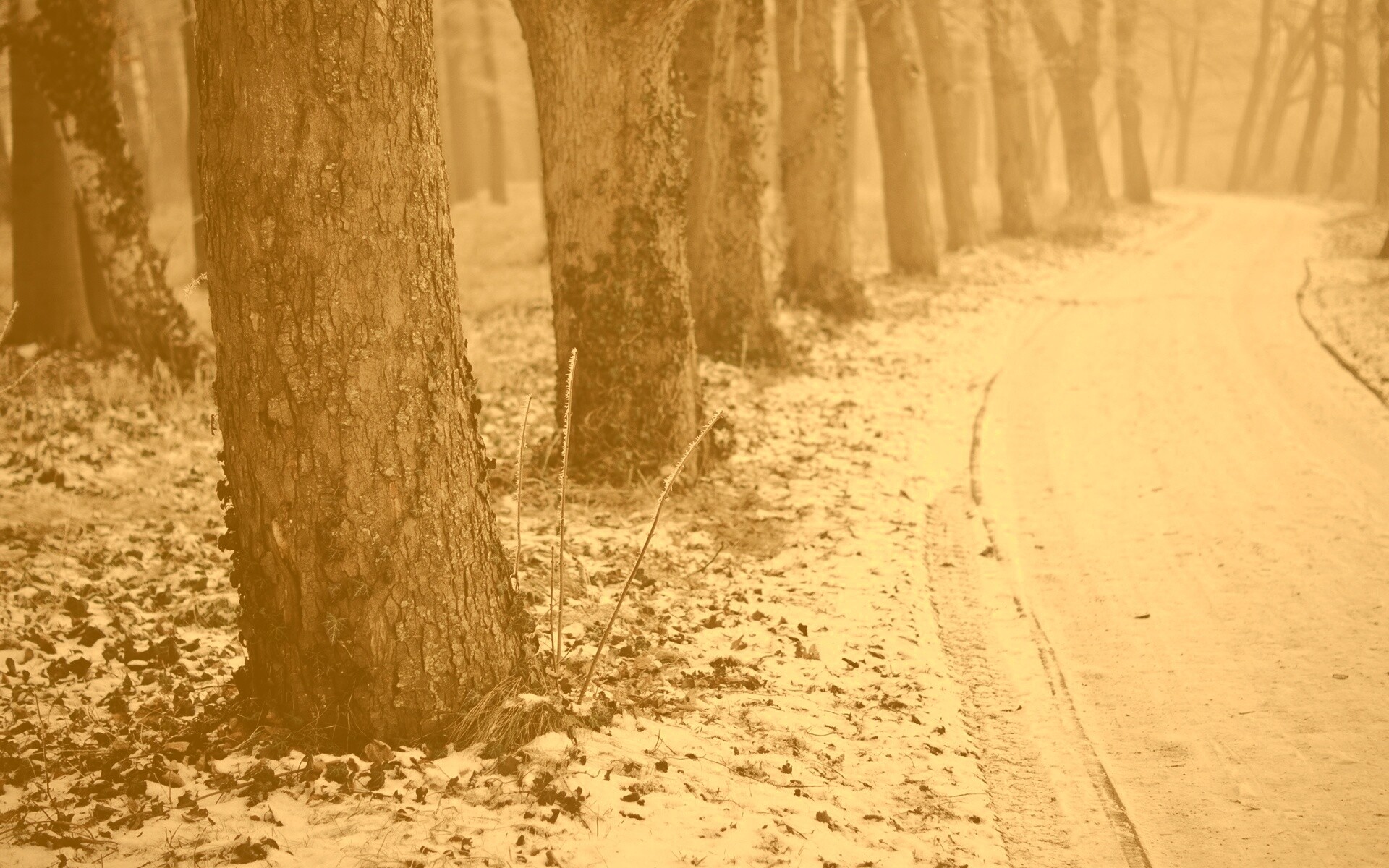 Дорога в зимнем лесу обои