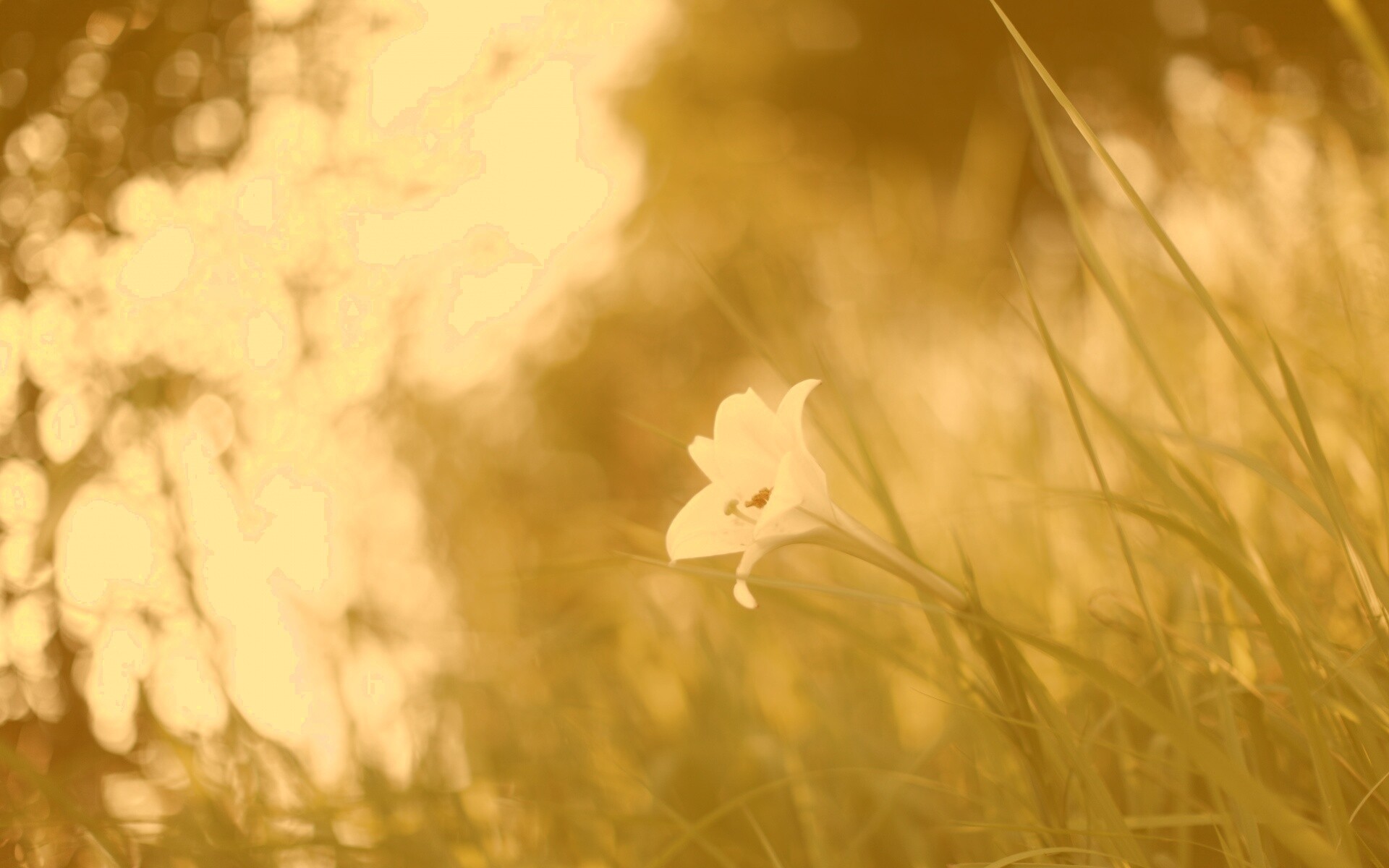 Цветок затерявшийся в траве обои
