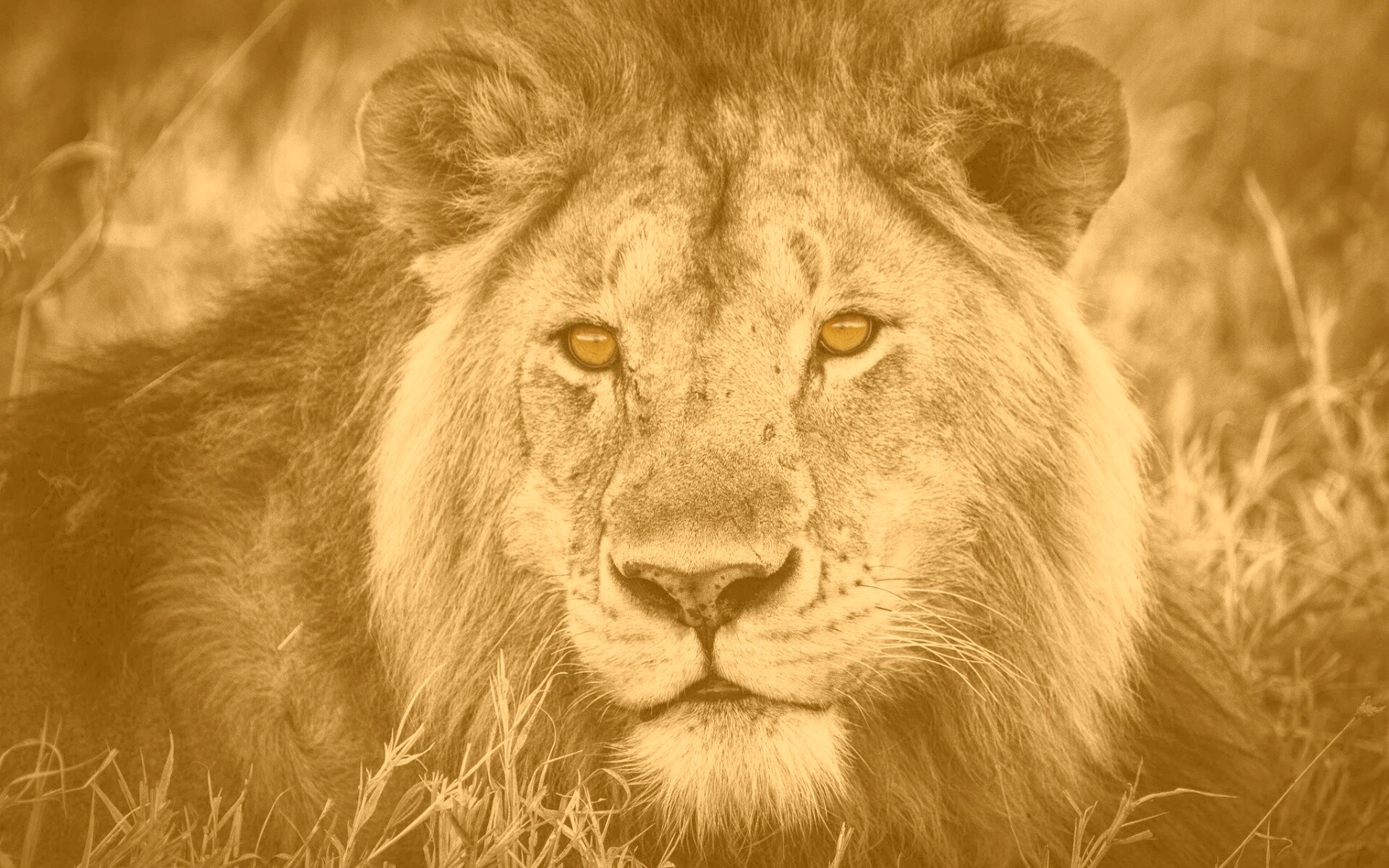 Гордый лев с горящими глазами обои