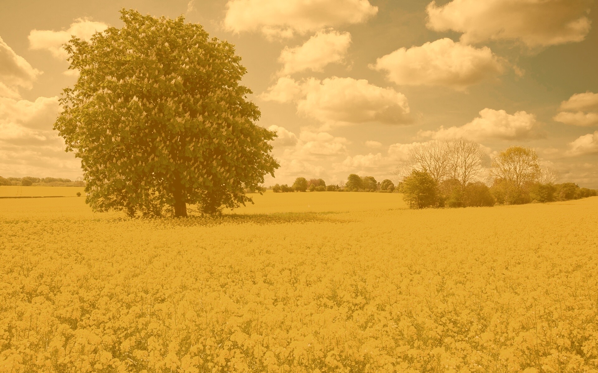 Каштан на цветочном поле обои