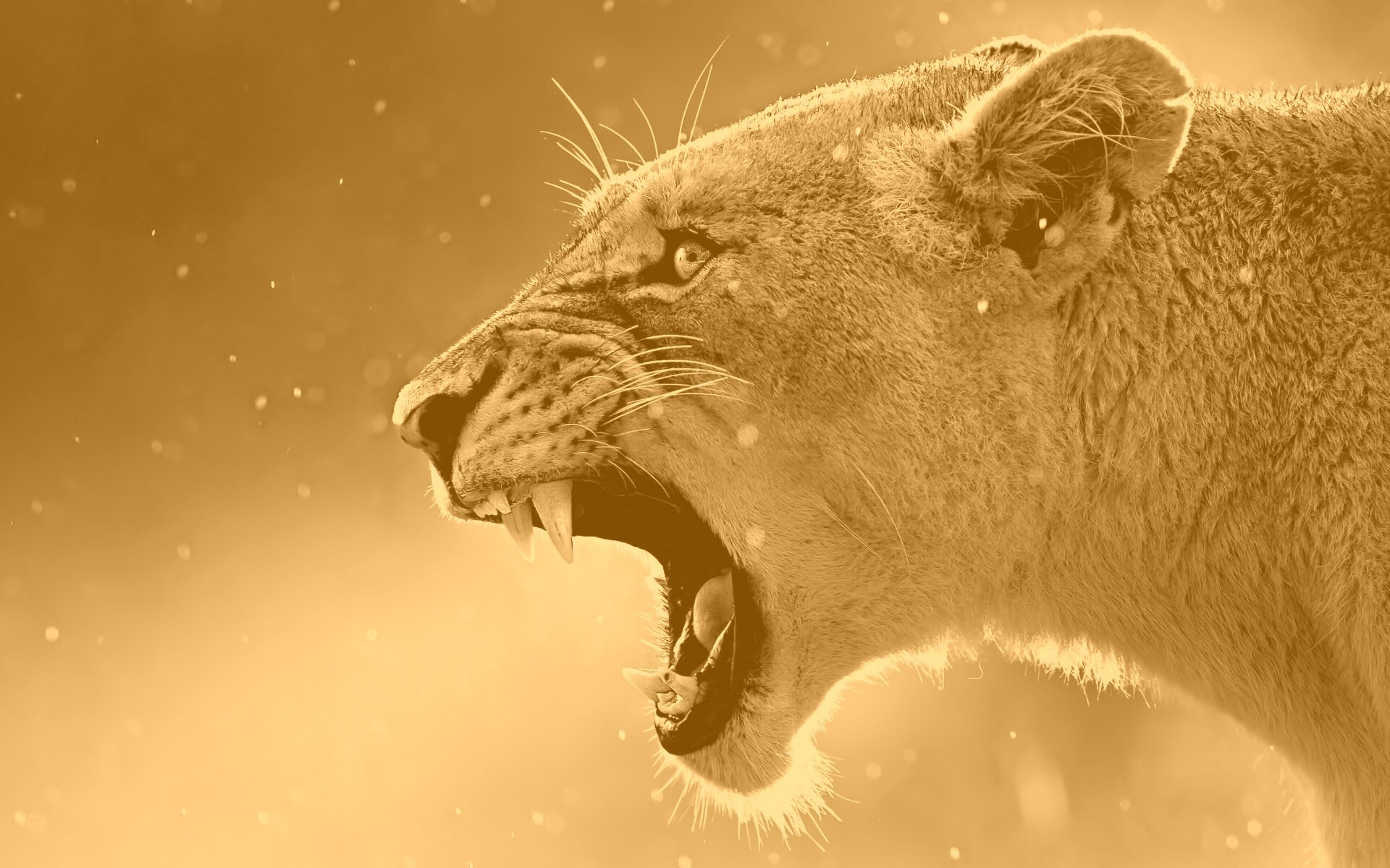 Грозный львиный рык обои