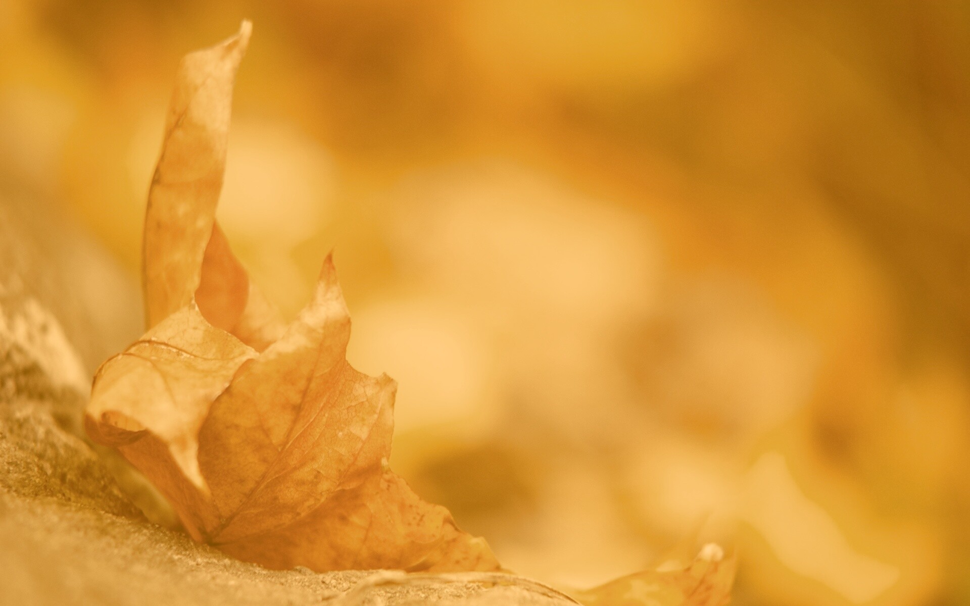 Пламенеющий осенний лист обои