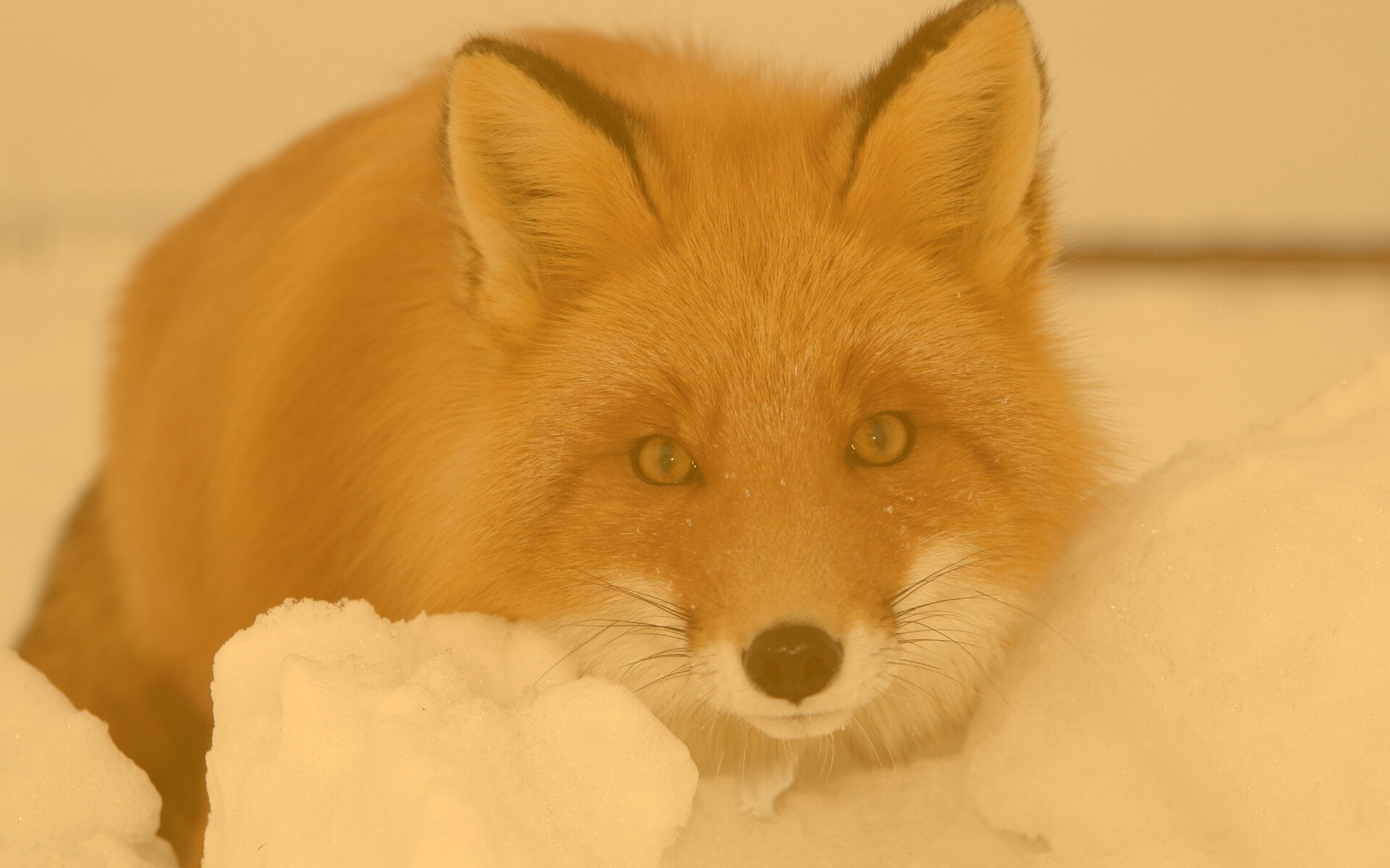 Рыжая лиса в снегу обои