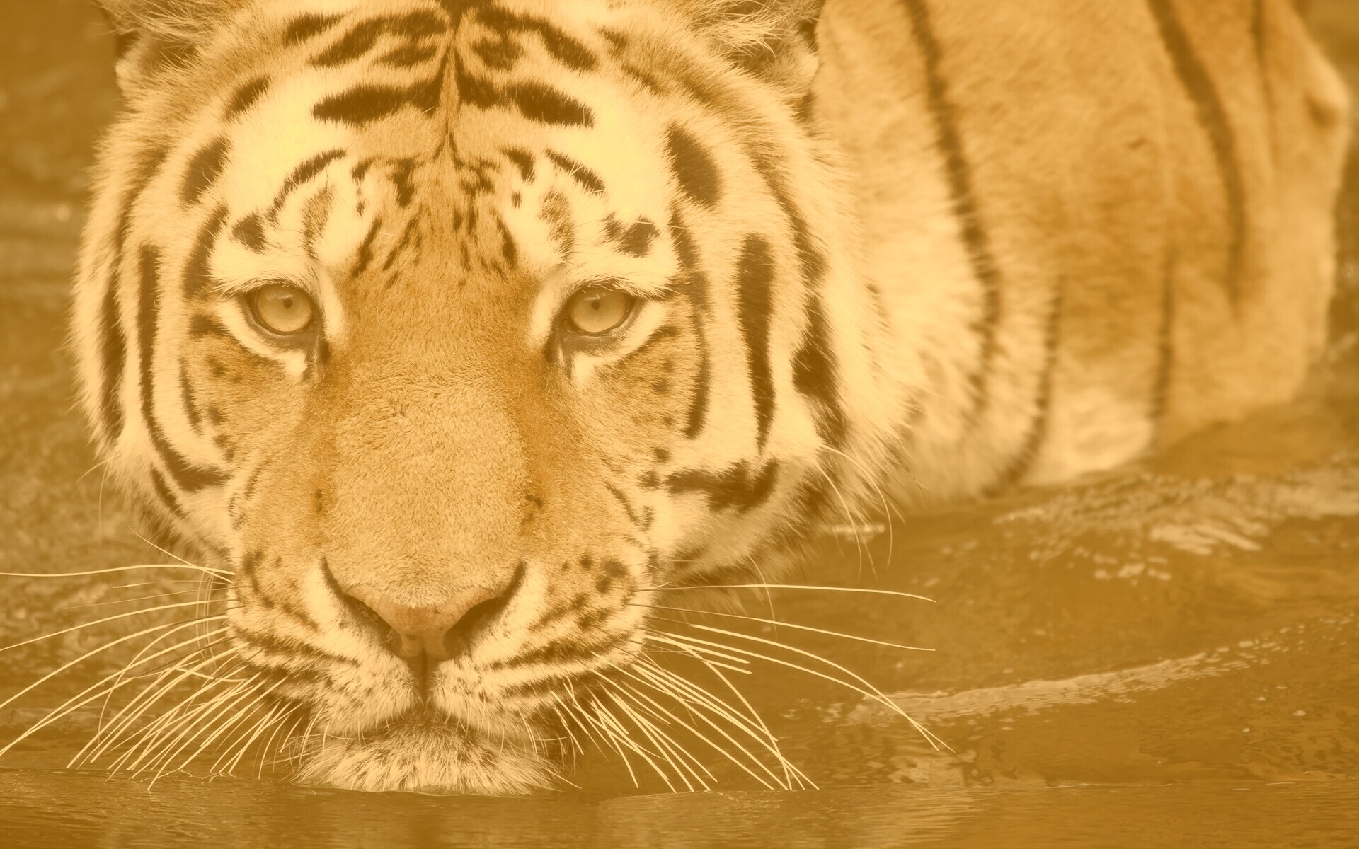 Купание тигра обои