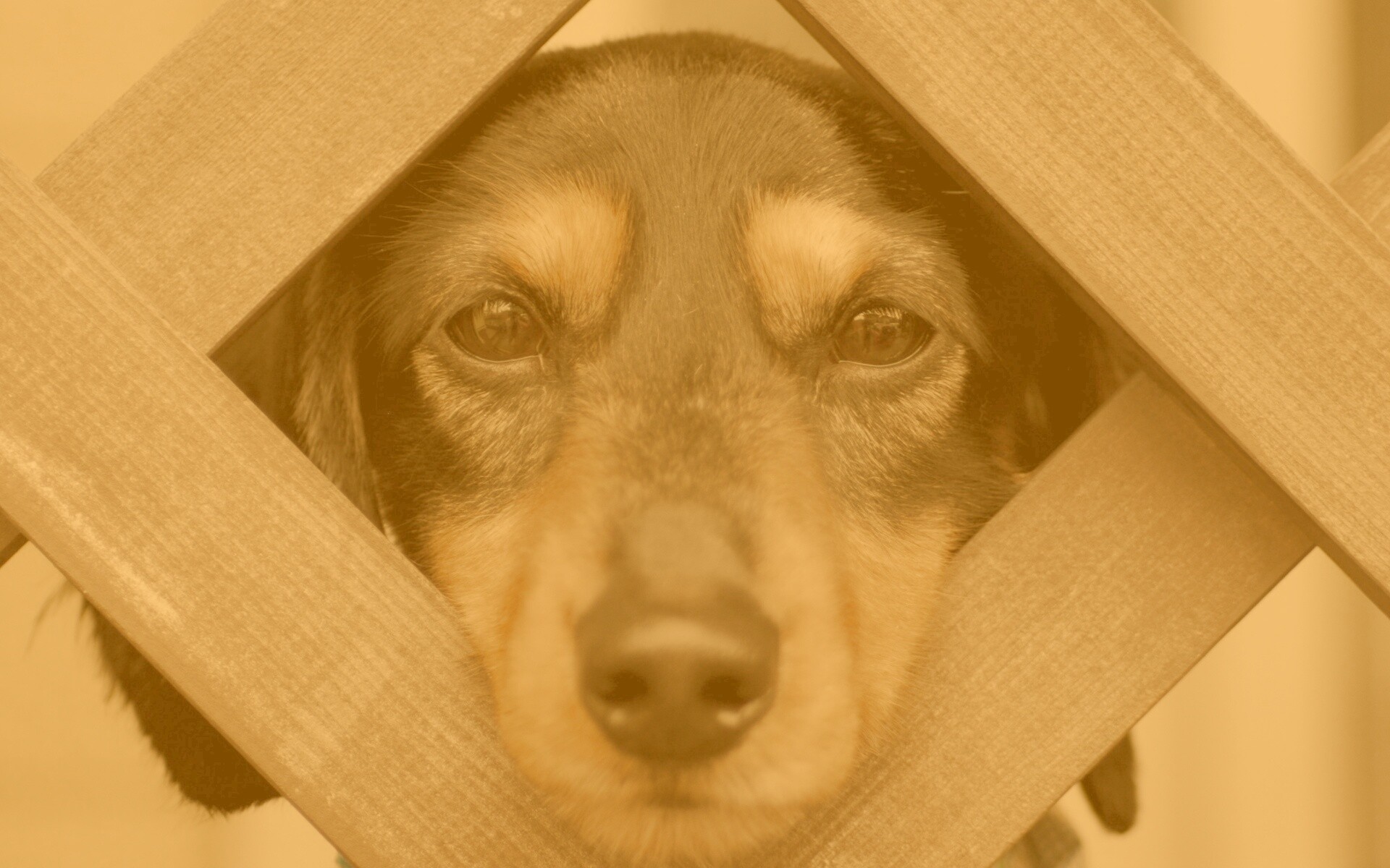 Мордочка в заборе обои