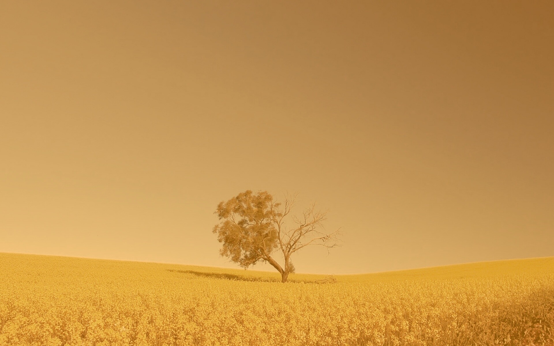 Дерево в поле обои
