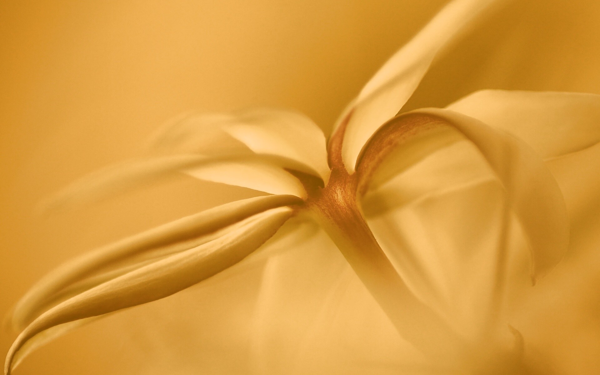 Цветок обои