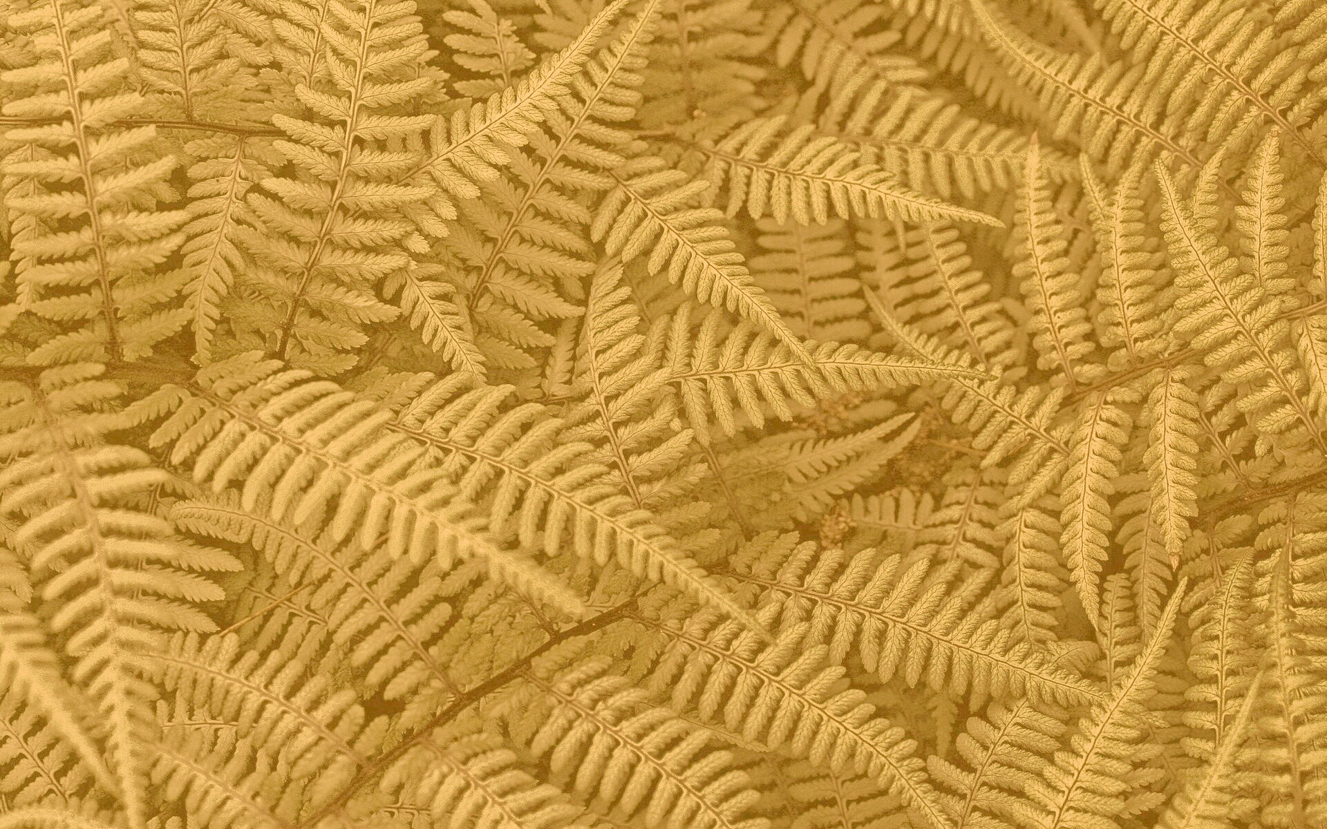 Папоротник обои