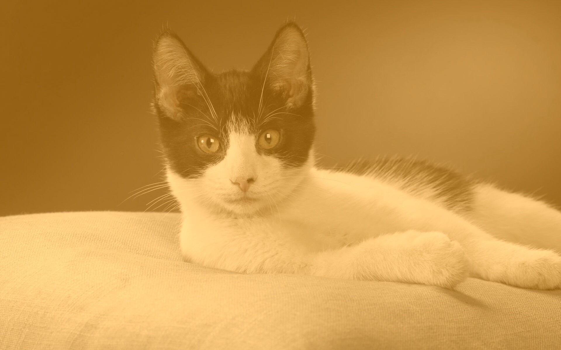 Кот на подушке обои