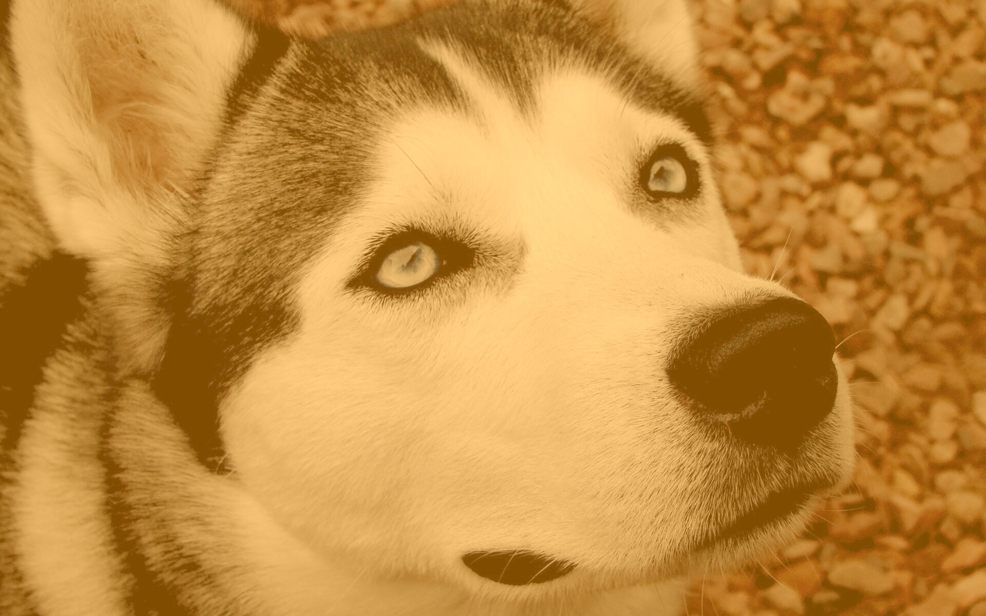 Собака хаски обои