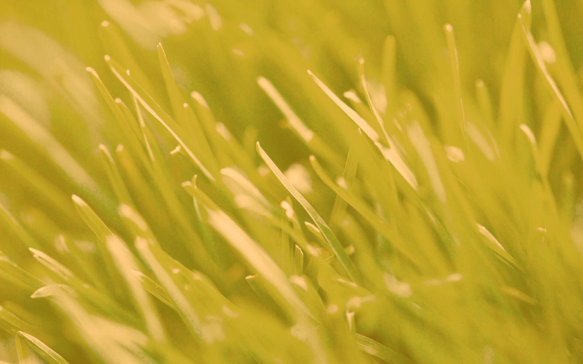 Зеленая свежая трава обои