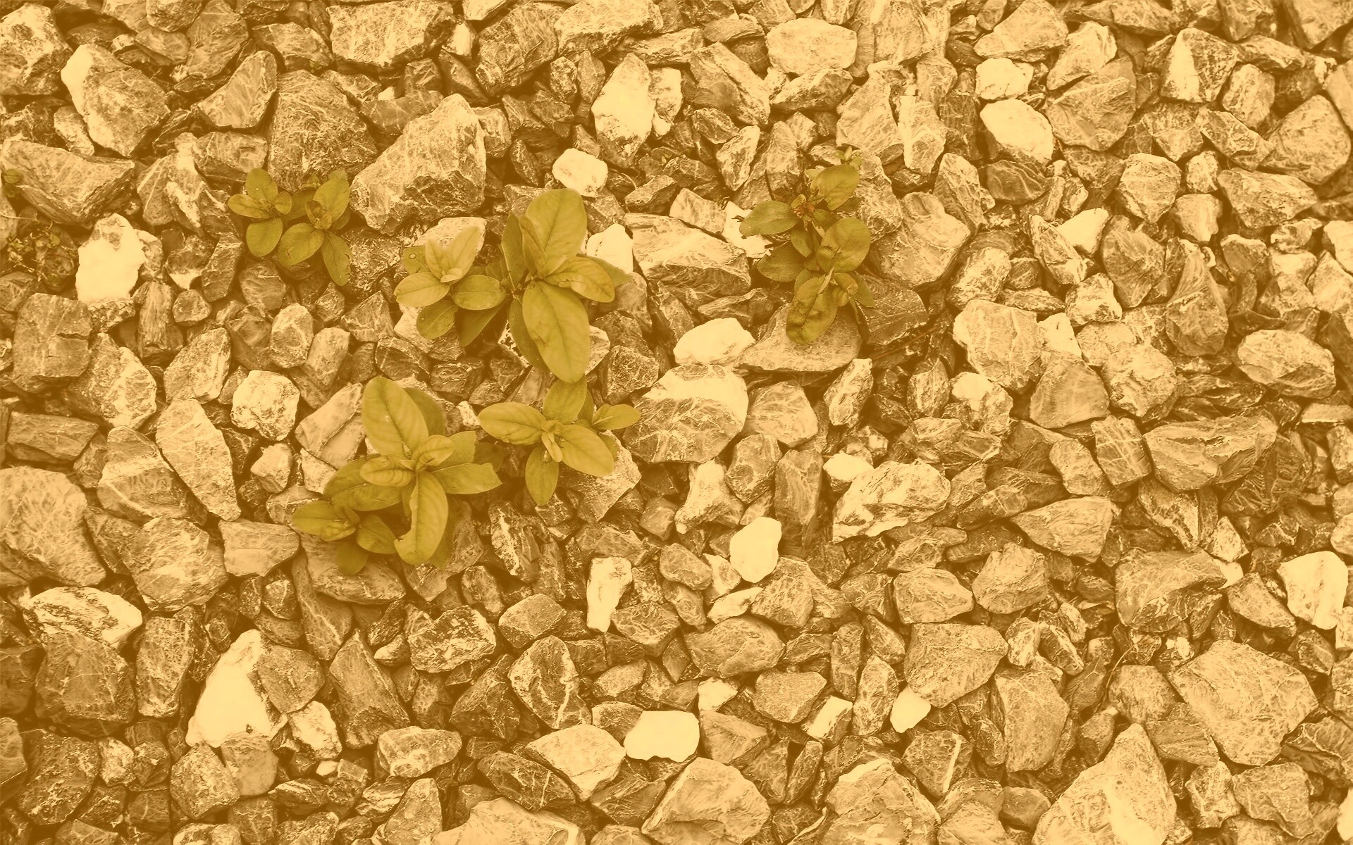 Цветы среди камней обои