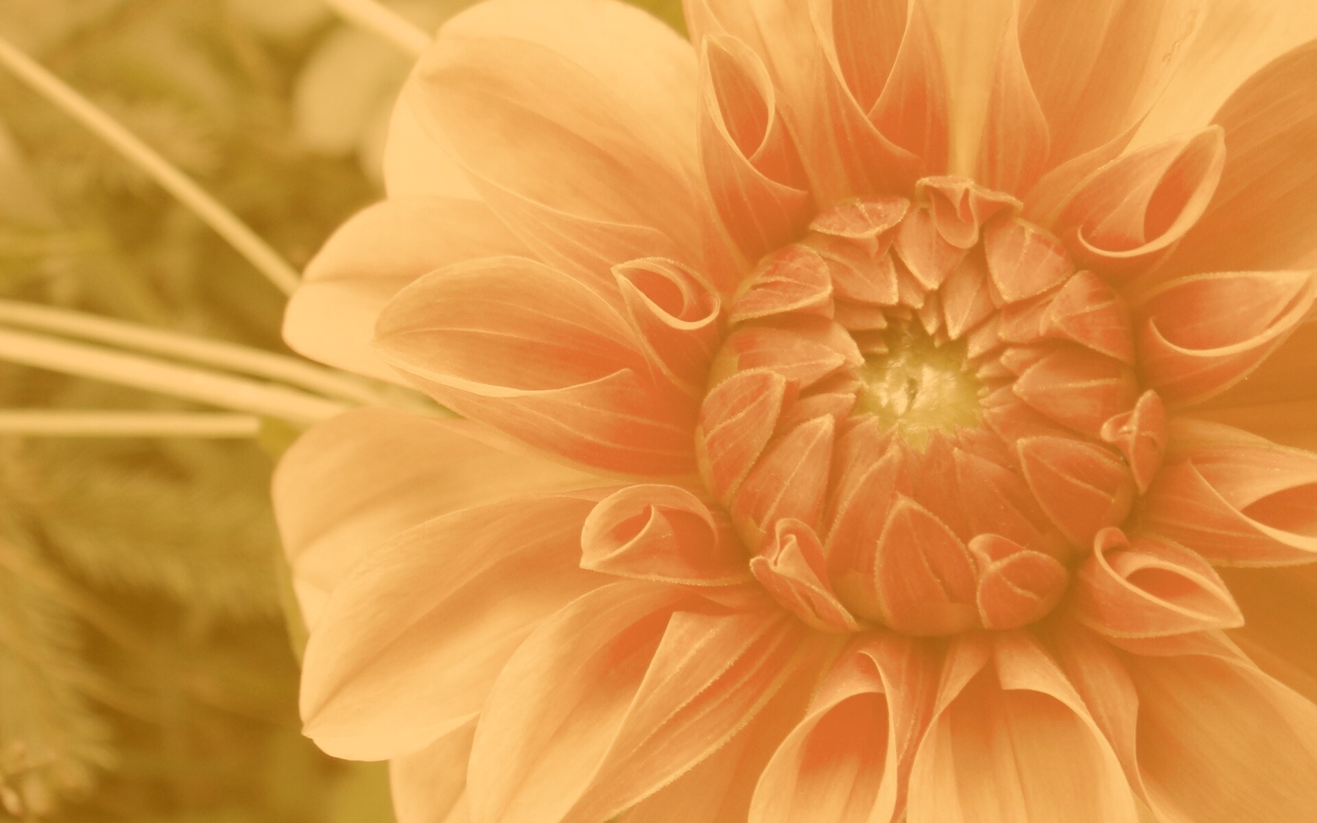 Аленький цветочек обои