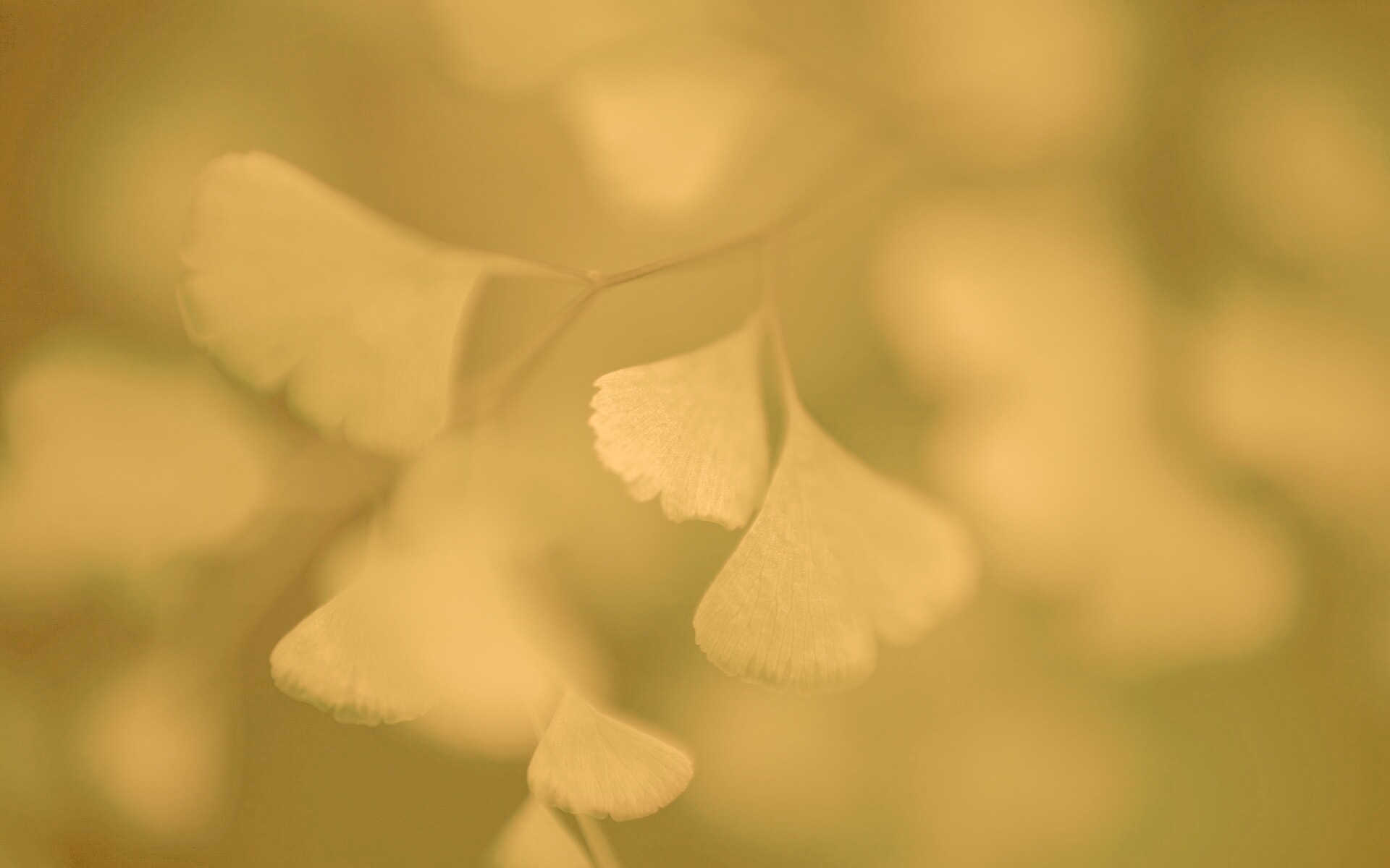 Дикие зеленые листья обои