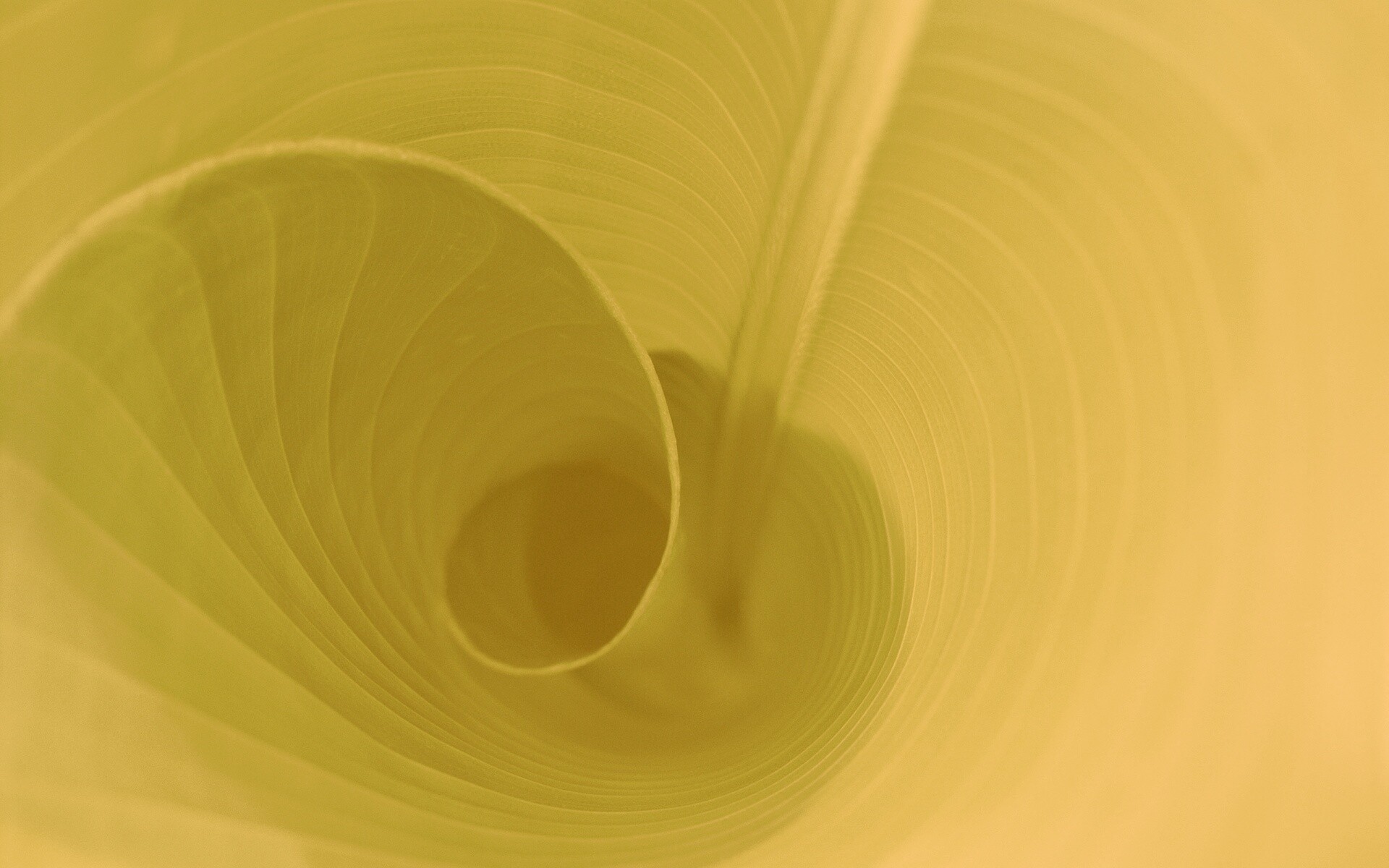 Зеленый лист трубочкой обои