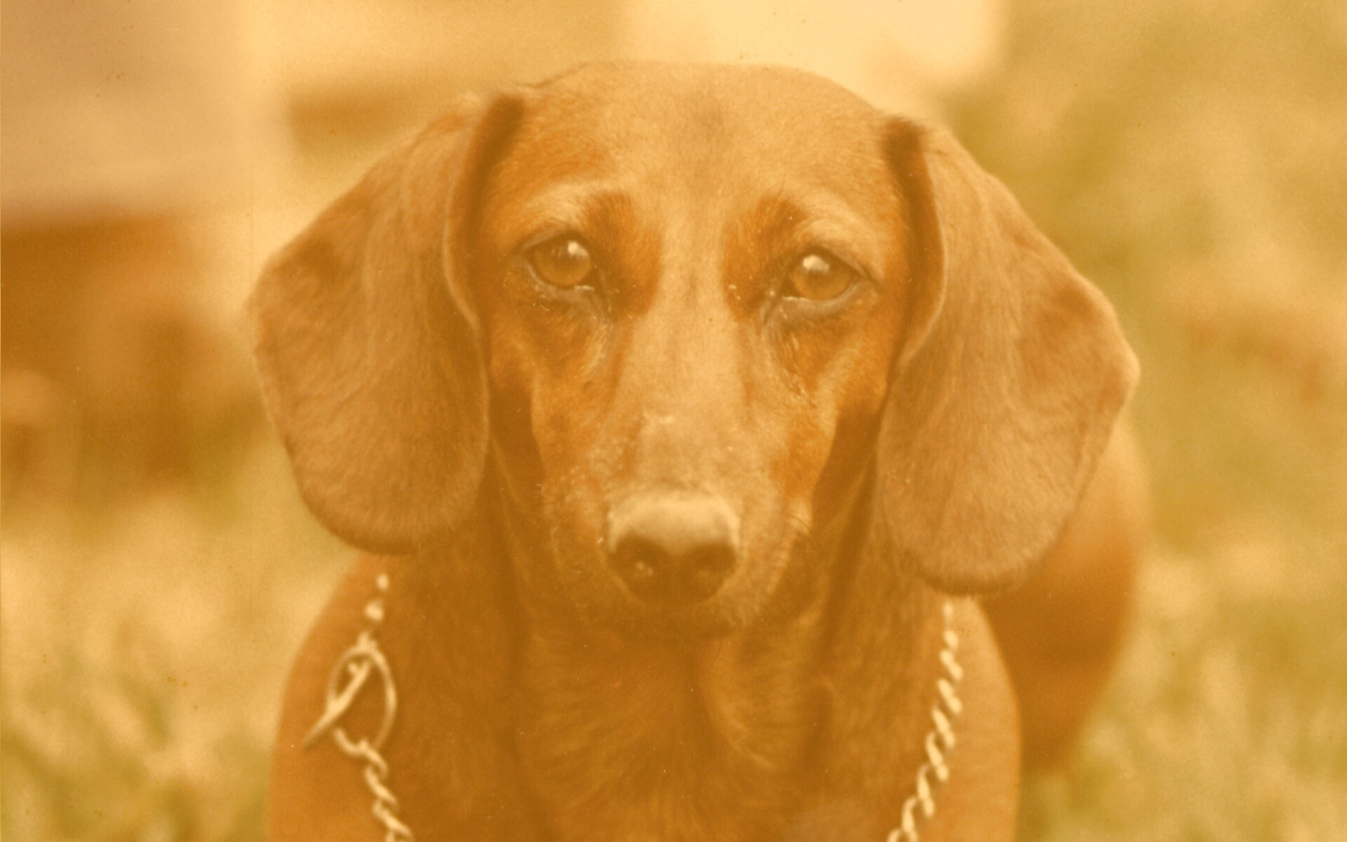 Рыжая такса обои