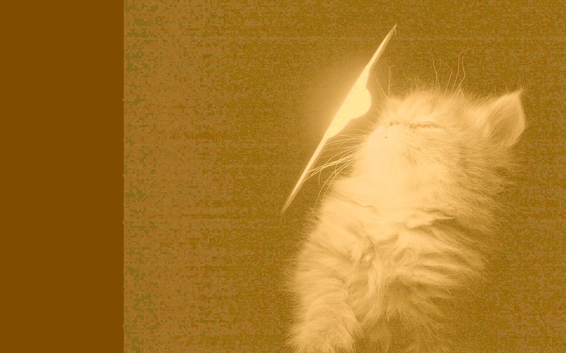 Котя на свету обои