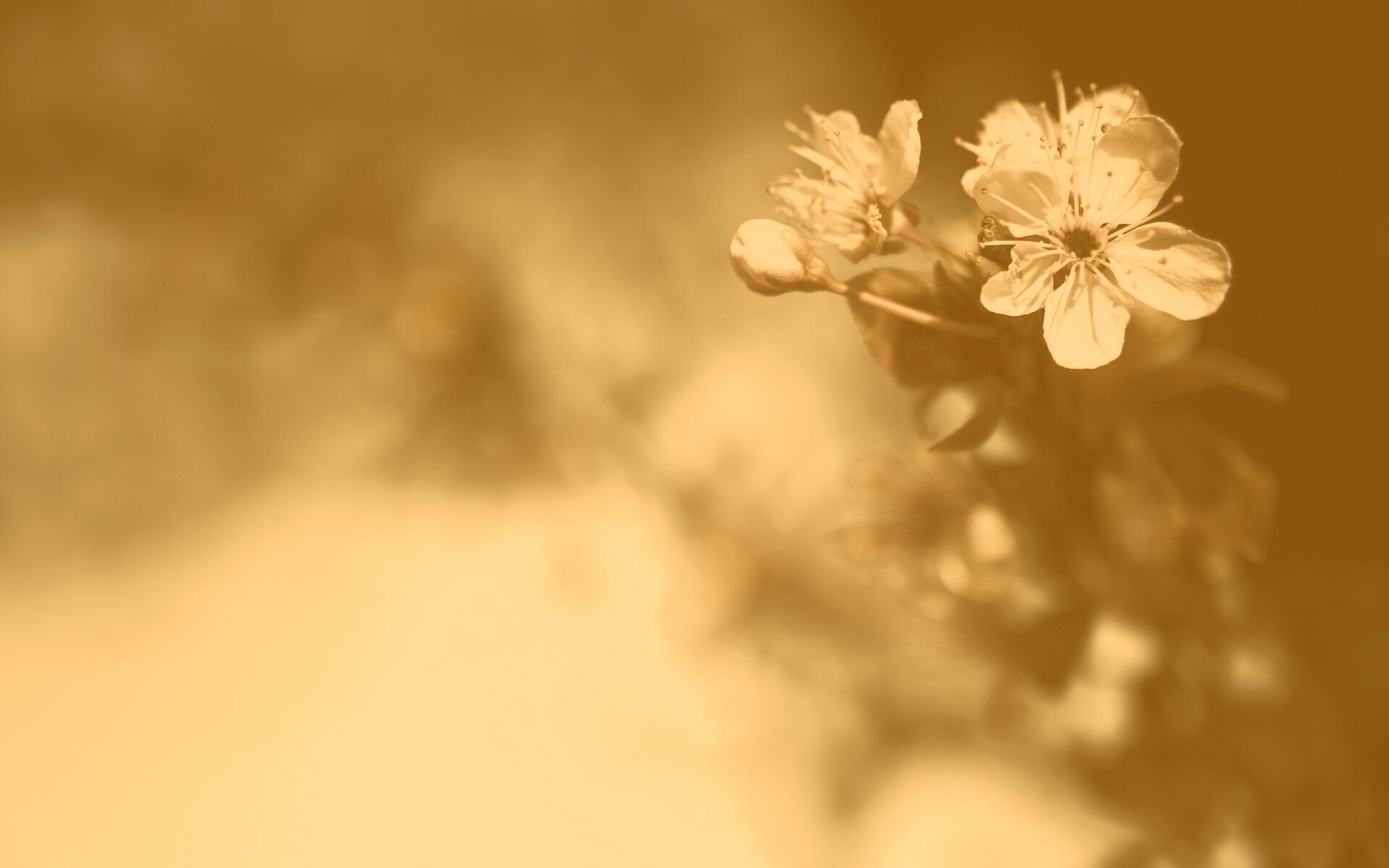 Цветок вишни обои