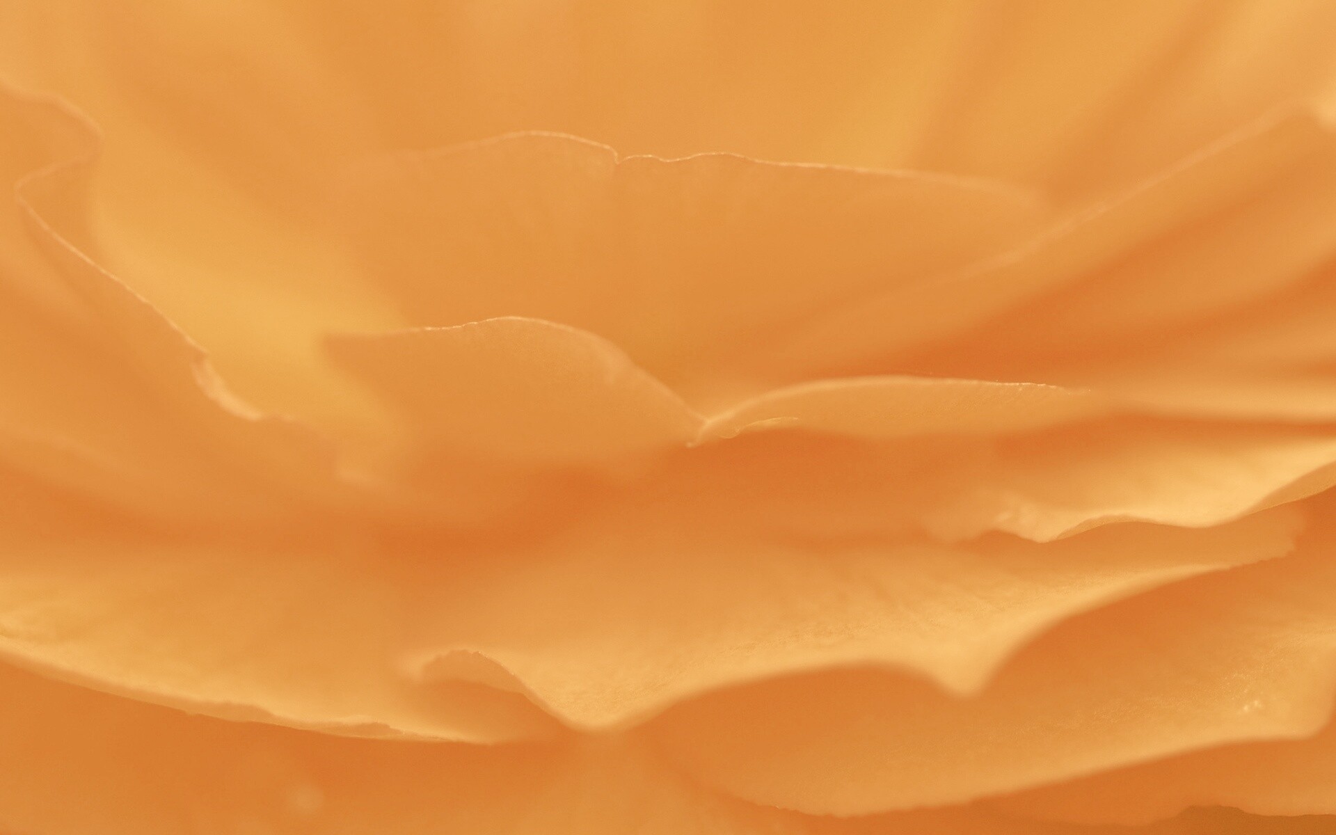 Лепестки красного цветка обои