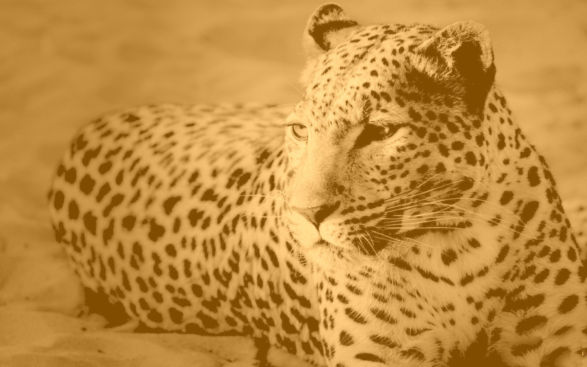 Леопард обои