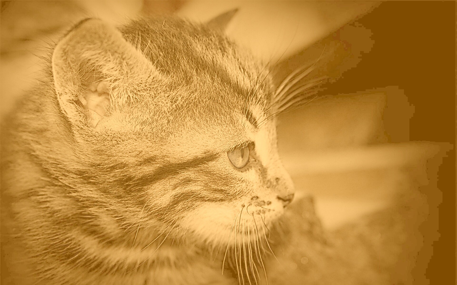 Котенок с голубыми глазами обои