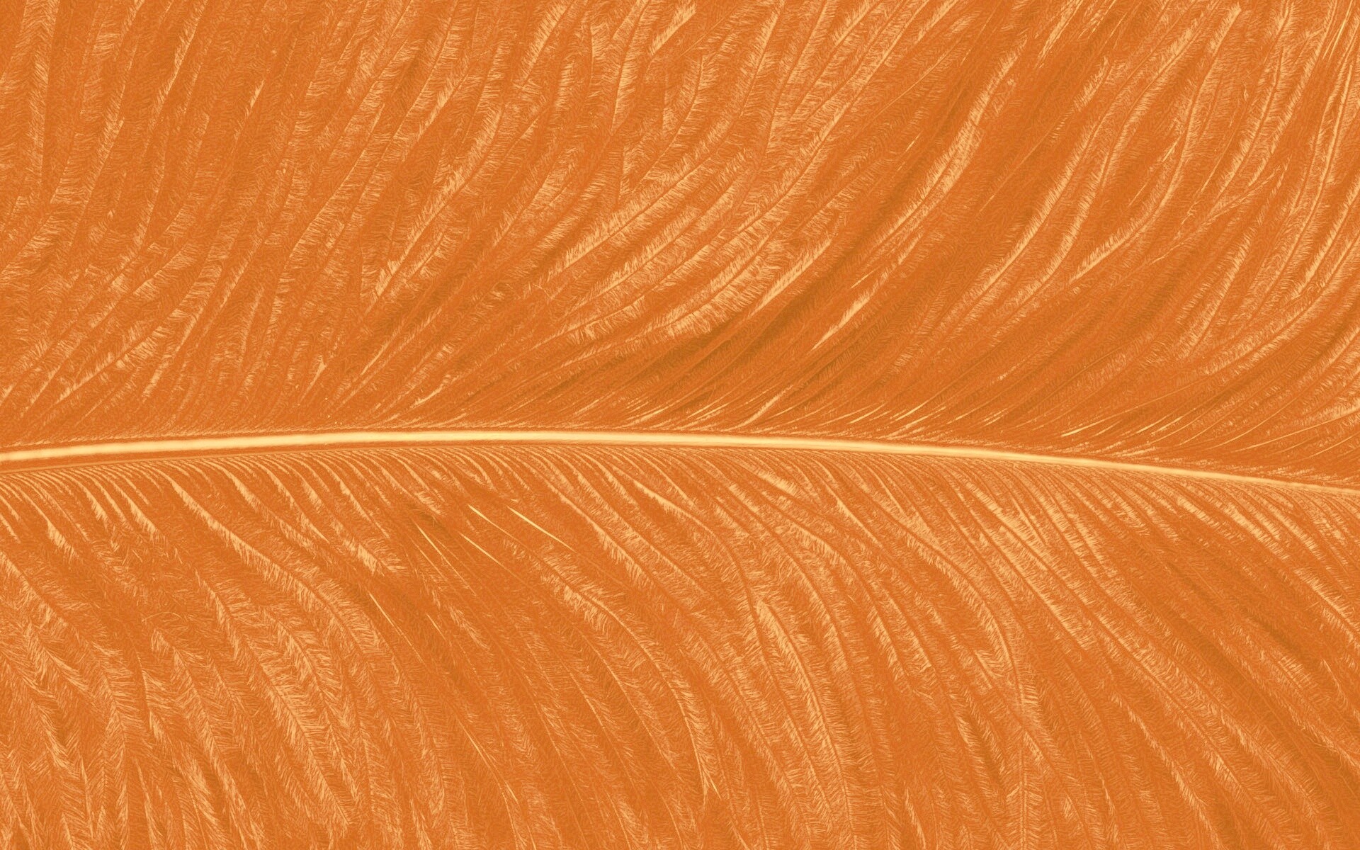 Перо попугая обои