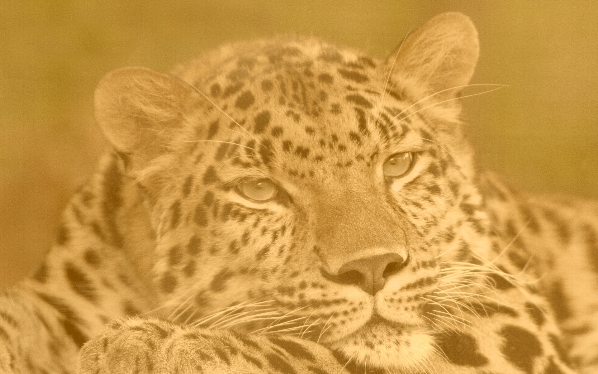 Злопасный ягуляр обои